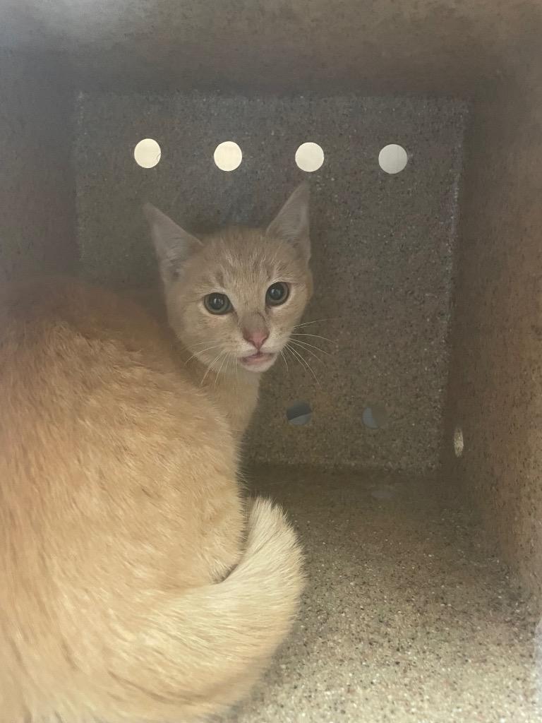 Penelope, Adoptable, Kitten Female Domestic Short Hair.