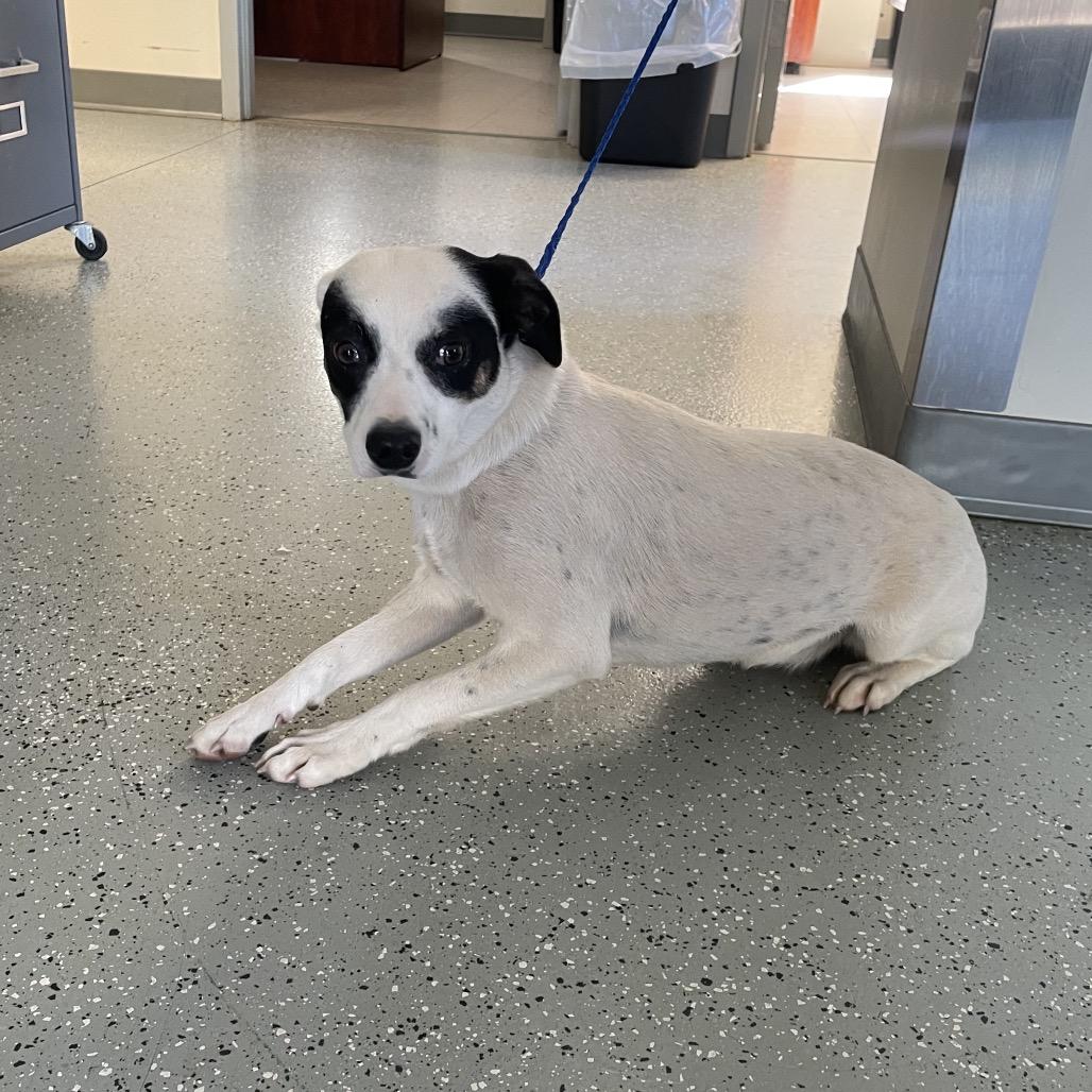 Celeste, Adoptable, Adult Female Rat Terrier & Mixed Breed.