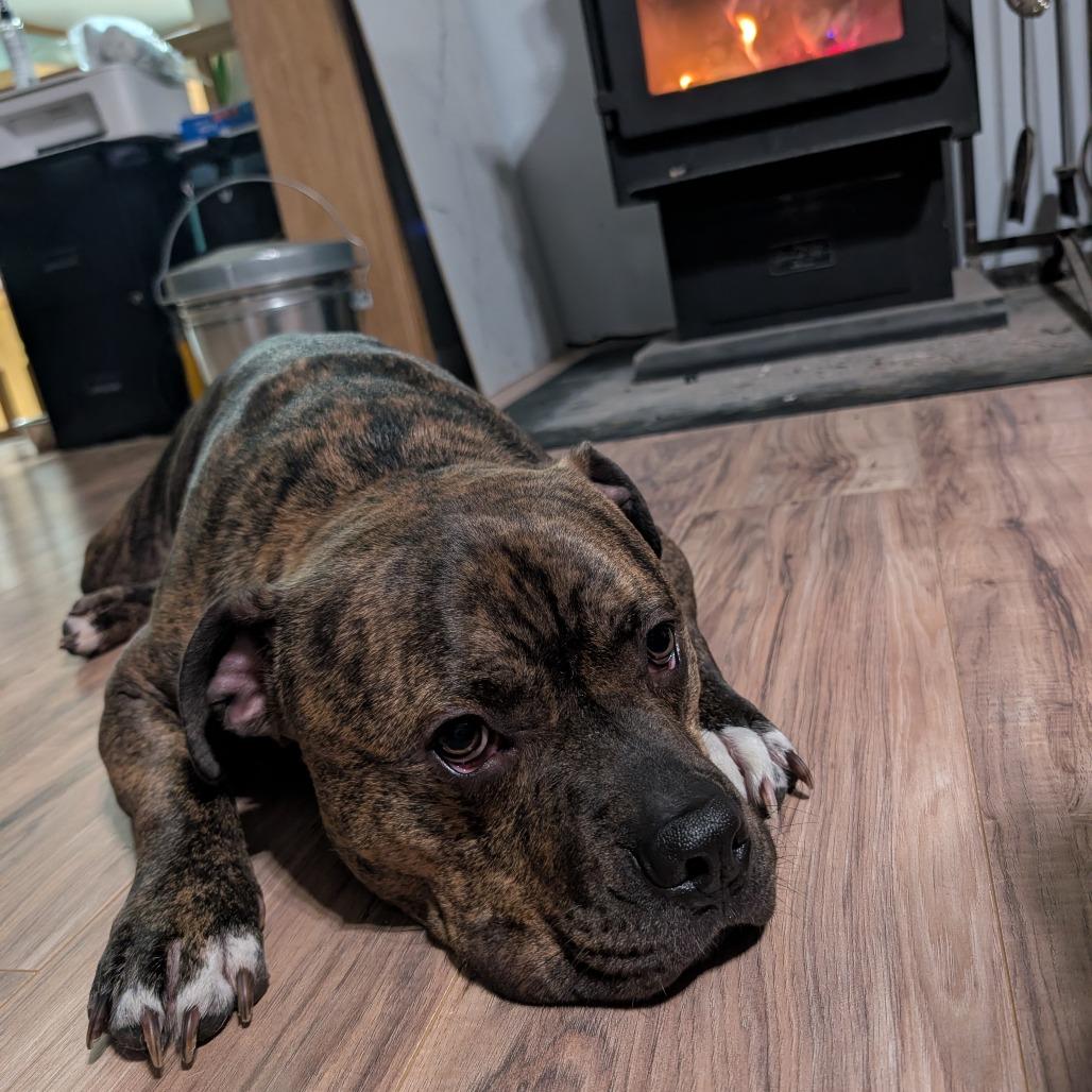 Rocco, Adoptable, Adult Male Pit Bull Terrier & American Bulldog.