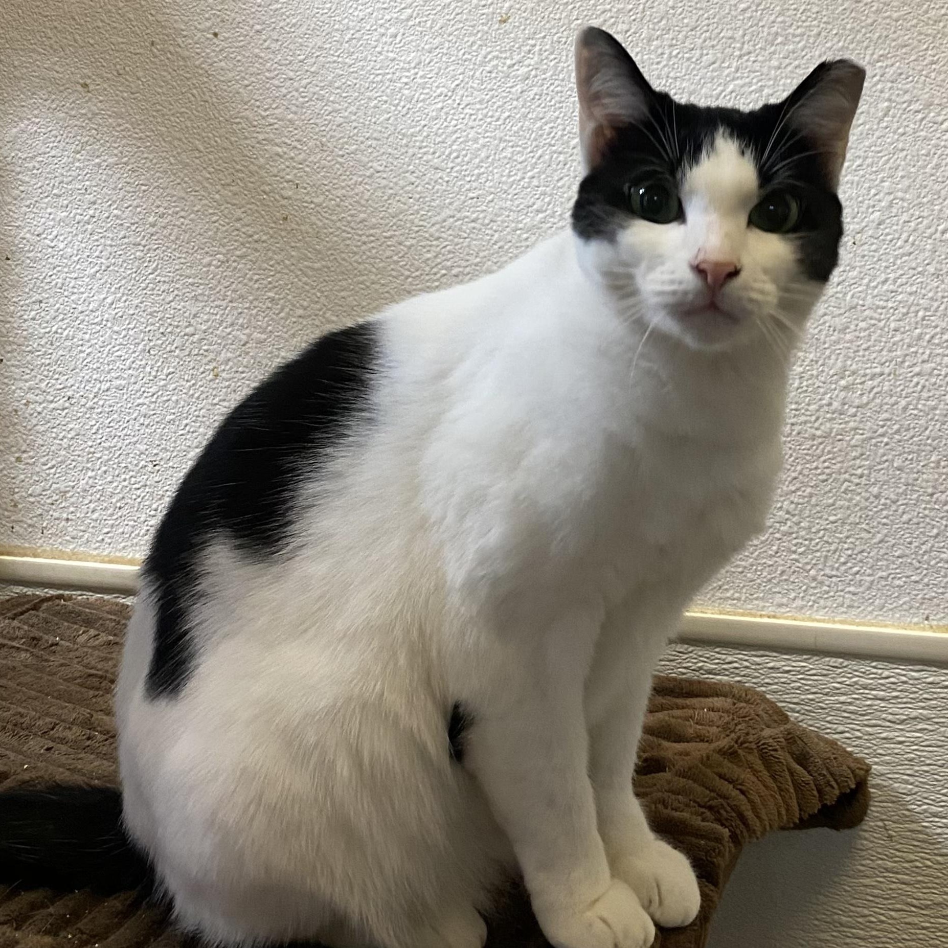 Enlarge Sweetie, an adopted mixed breed in Stanwood, WA image 1/6