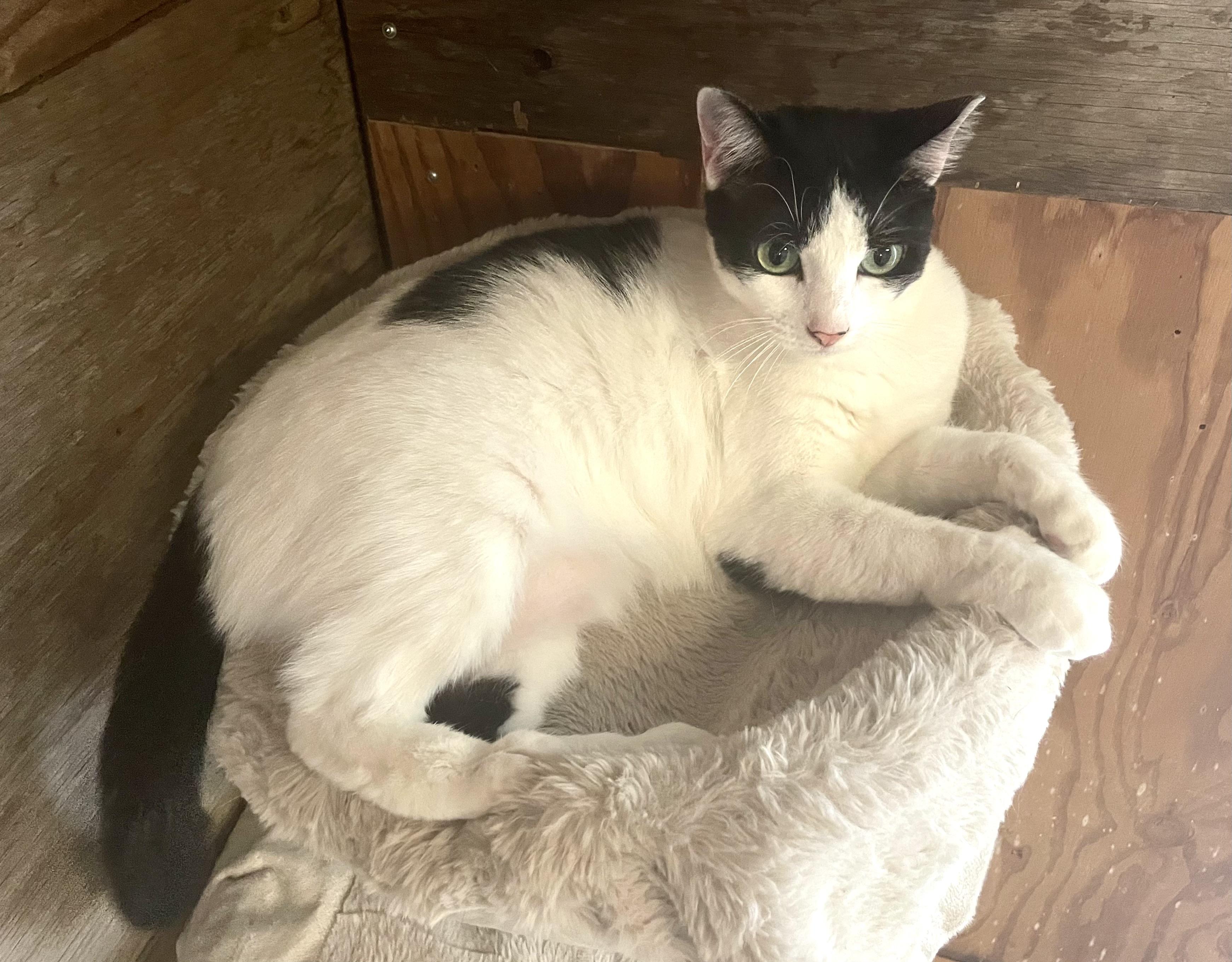 Enlarge Sweetie, an adopted mixed breed in Stanwood, WA image 3/6