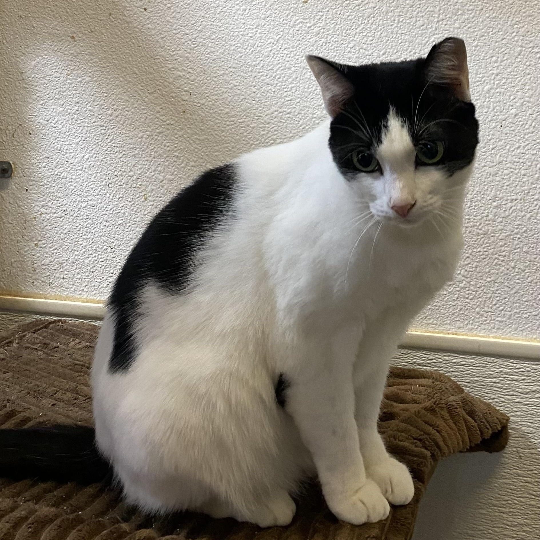 Enlarge Sweetie, an adopted mixed breed in Stanwood, WA image 2/6