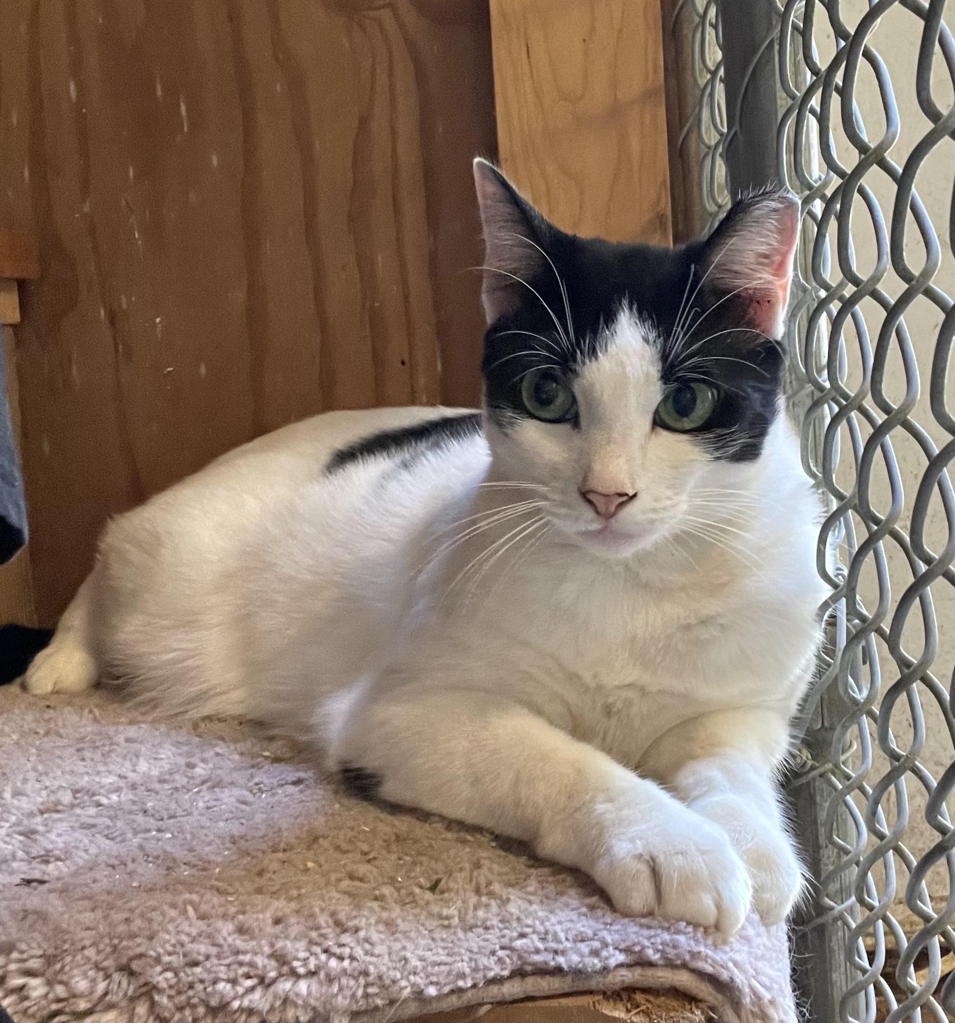 Enlarge Sweetie, an adopted mixed breed in Stanwood, WA image 6/6