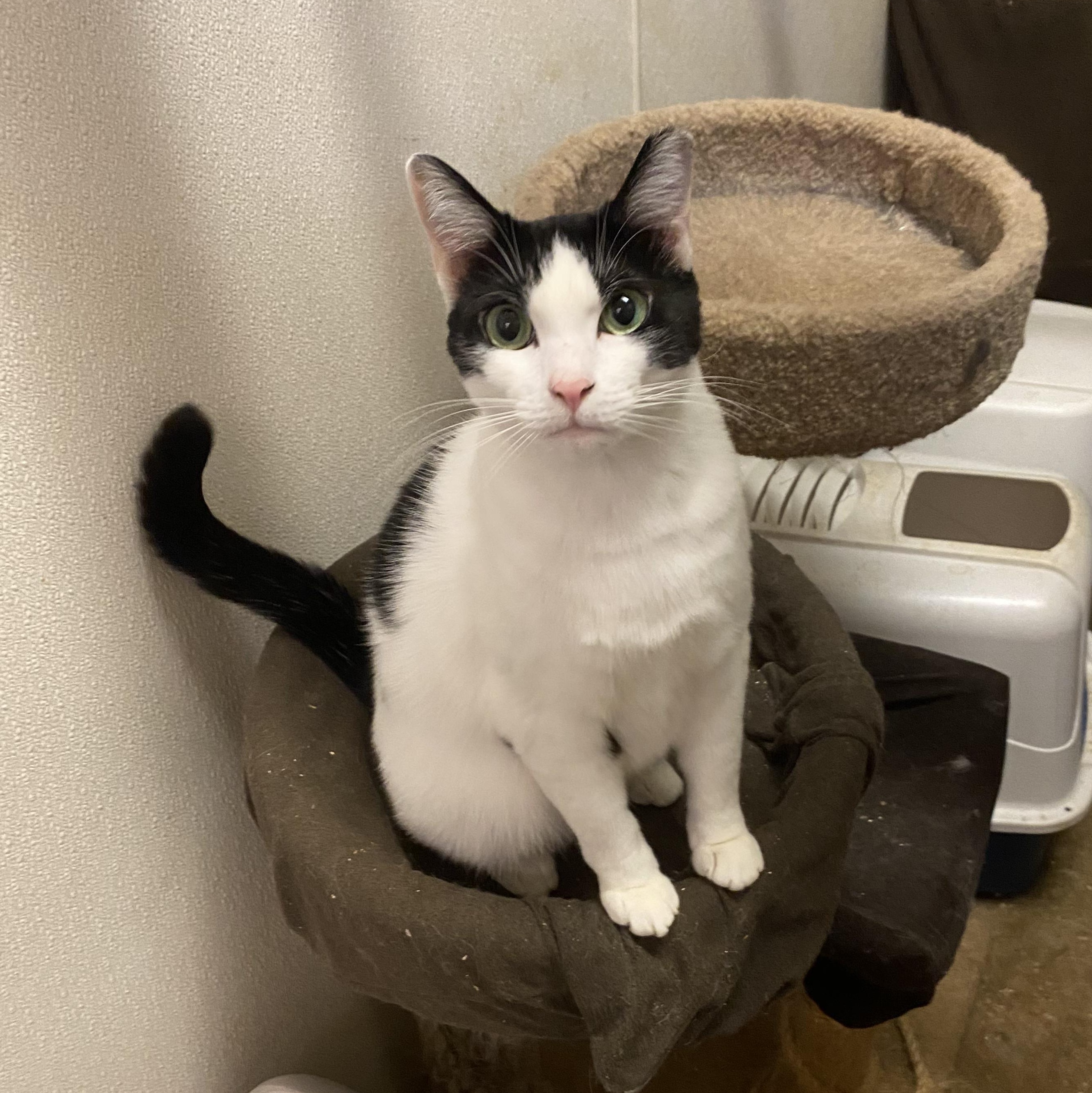 Enlarge Sweetie, an adopted mixed breed in Stanwood, WA image 4/6