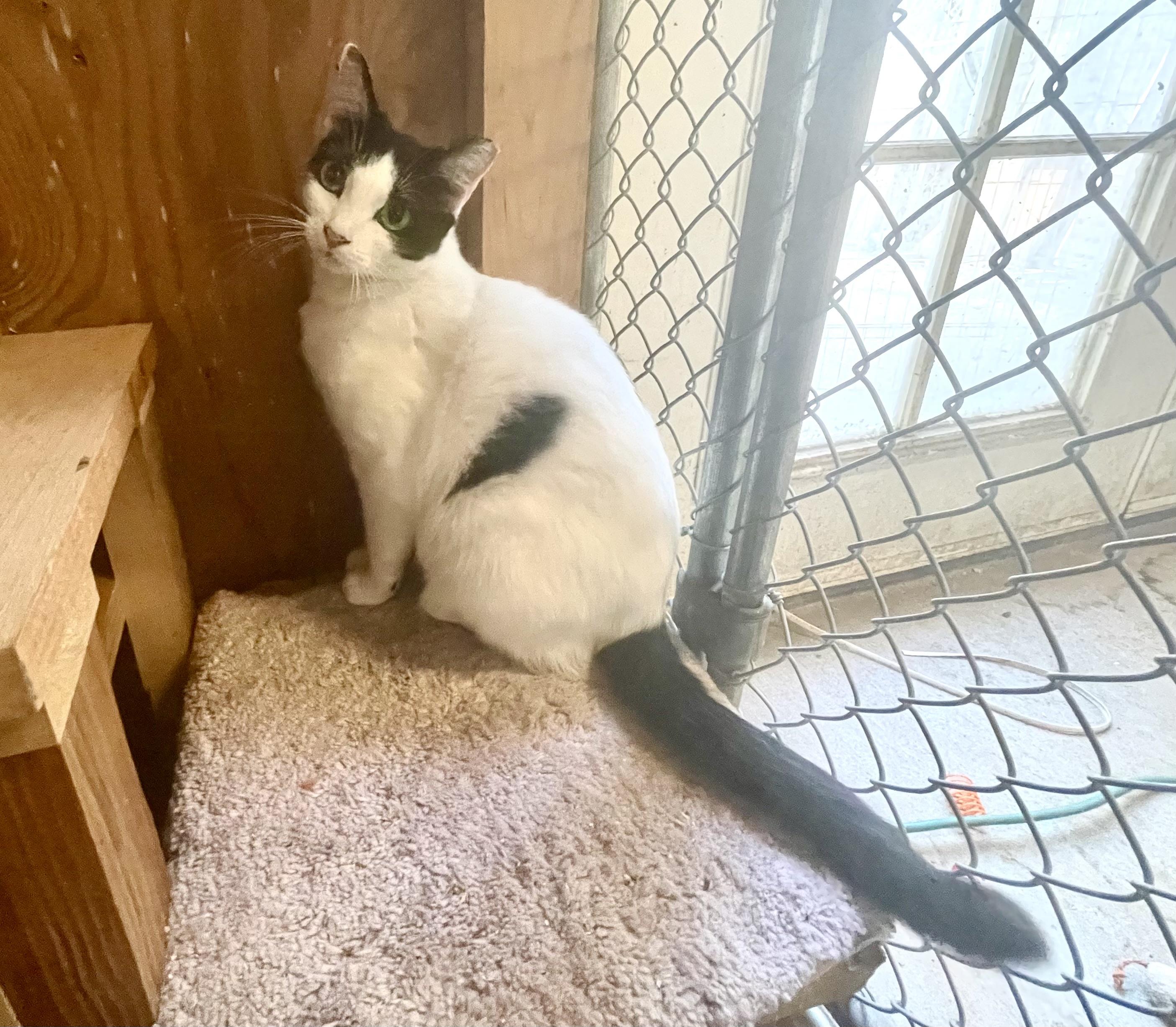 Enlarge Sweetie, an adopted mixed breed in Stanwood, WA image 5/6