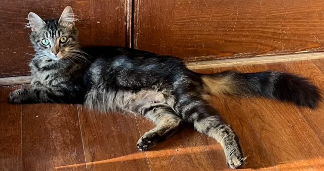 Cora, Adopted, Young Female Maine Coon & Domestic Long Hair.