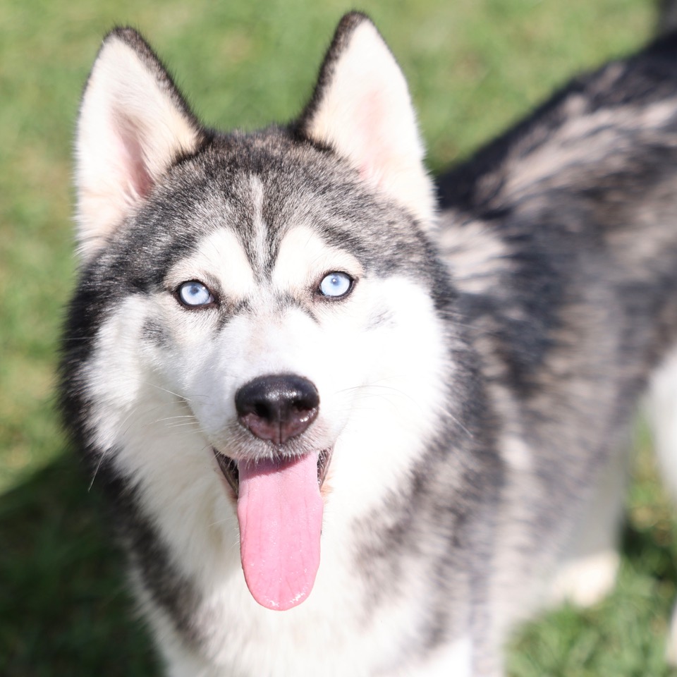 Nymeria