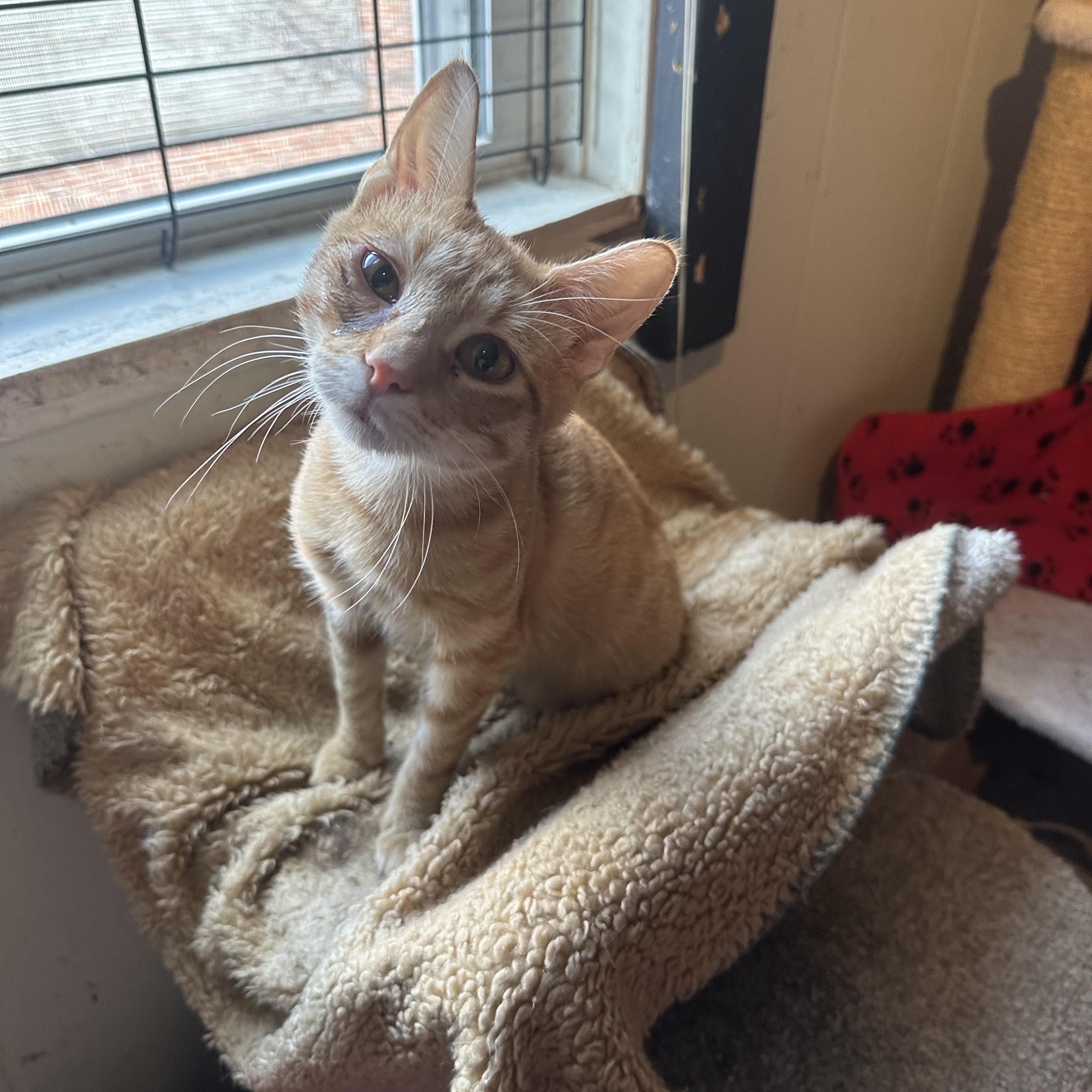 Enlarge Hunter, a ADOPTABLE Domestic Short Hair in Pittsburgh, PA image 1/1