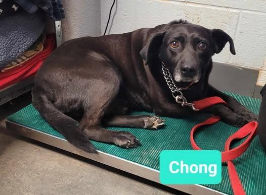 Chong-Sponsored, Adoptable, Adult Male Labrador Retriever & Affenpinscher.