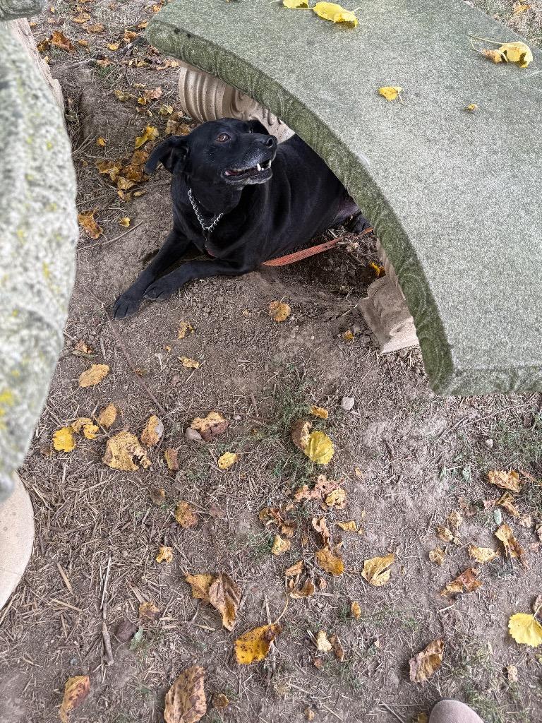 Chongsponsored thumbnail 2