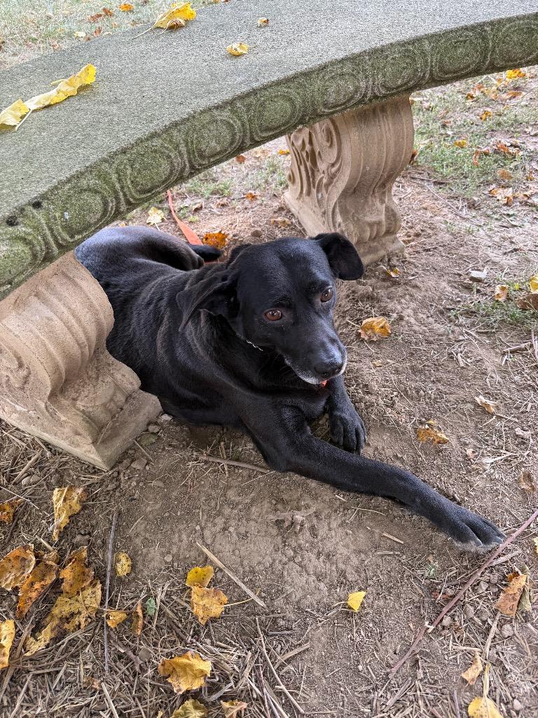 Enlarge Chong-Sponsored, a Adoptable mixed breed in Richmond, IN image 2/4