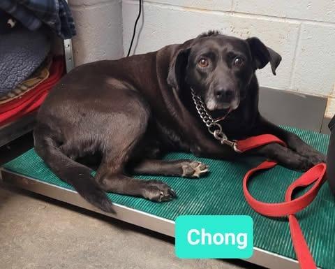 Enlarge Chong-Sponsored, a Adoptable mixed breed in Richmond, IN image 3/4