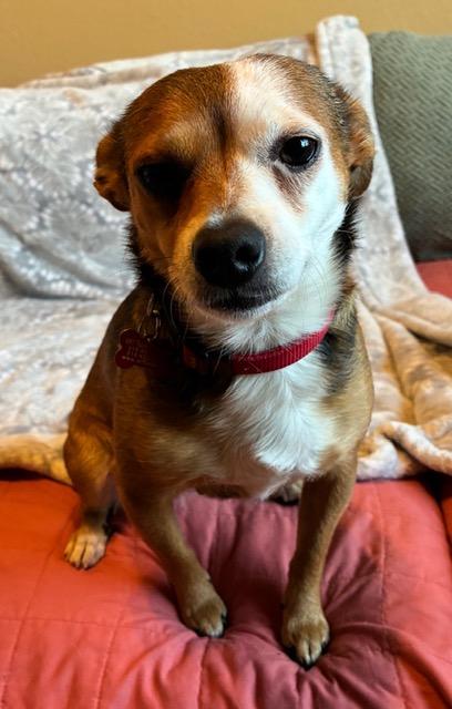 Harper, an adopted mixed breed in Tulsa, OK image 2/2