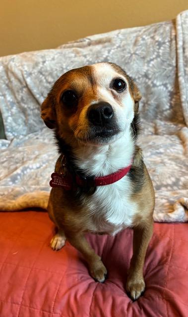 Harper, adopted, Adult Female Chihuahua.
