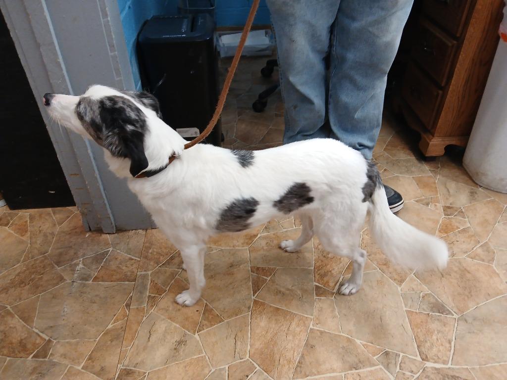 Skye, Adoptable, Adult Male Australian Cattle Dog / Blue Heeler & Jack Russell Terrier.