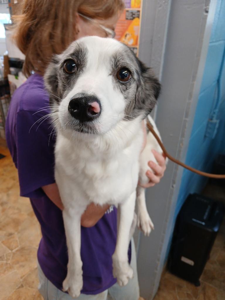 Enlarge Skye, a Adoptable mixed breed in Mena, AR image 2/2