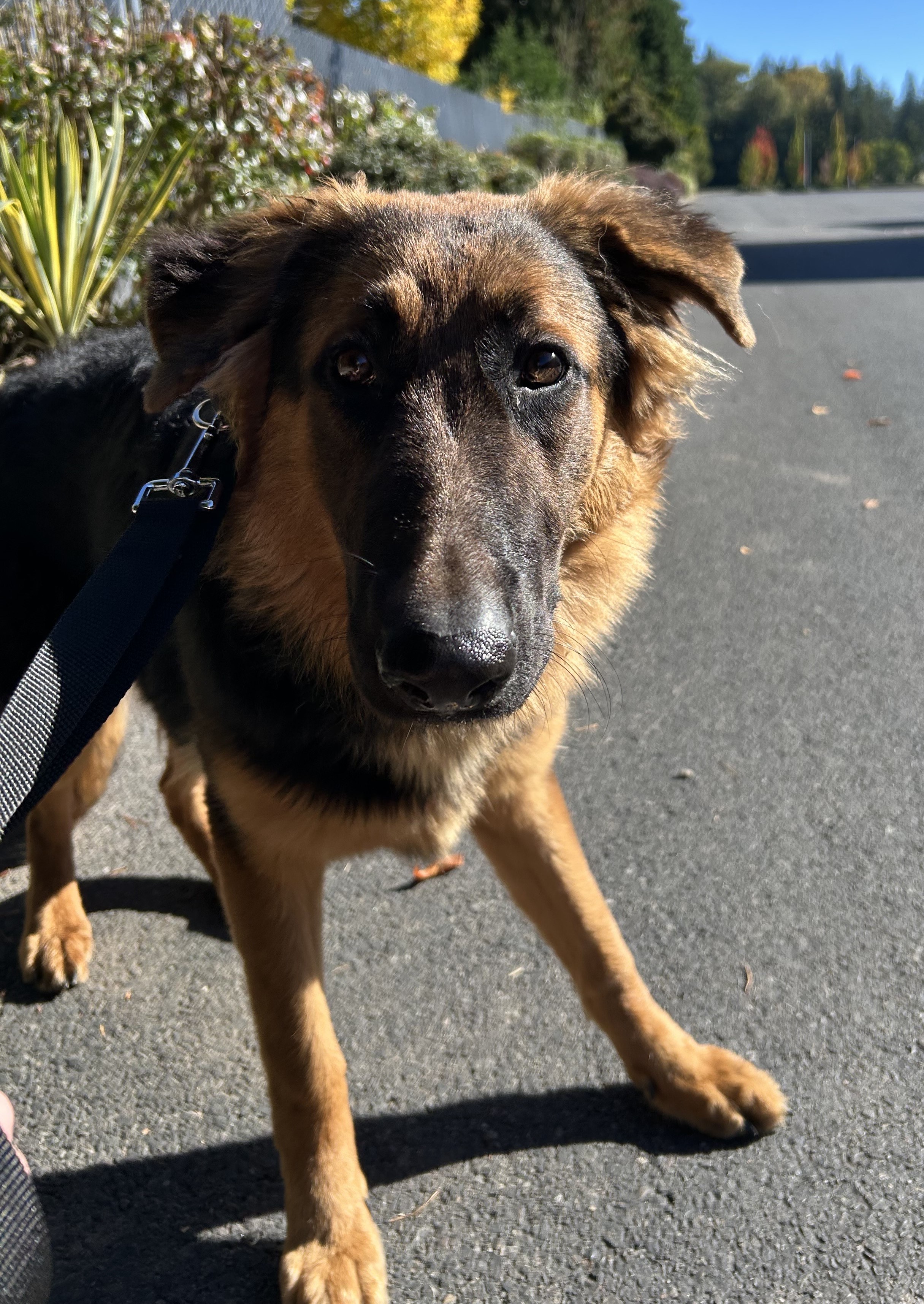 Munchkin, Adoptable, Young Female German Shepherd Dog.