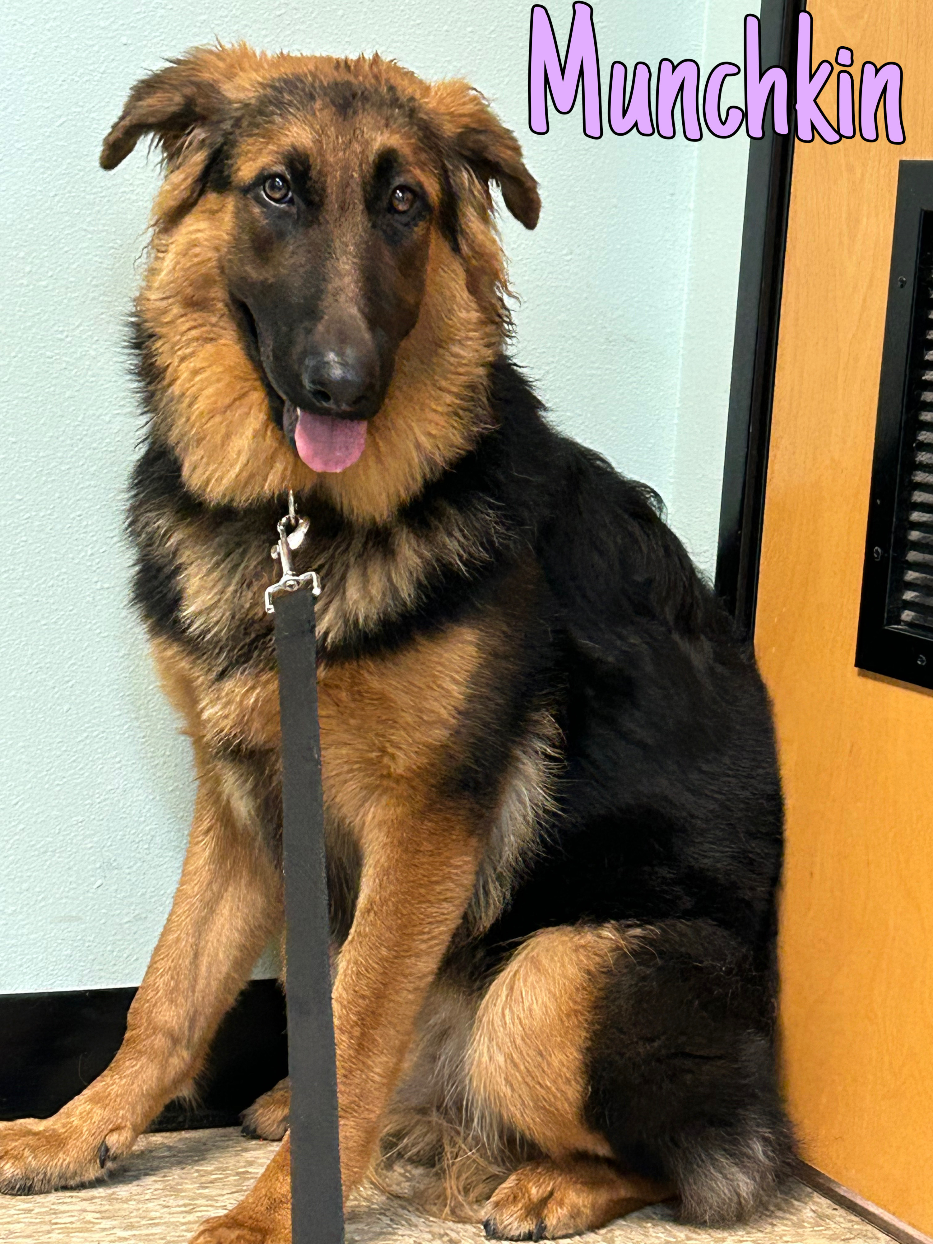 Munchkin, a Adoptable German Shepherd Dog in Puyallup, WA image 2/3