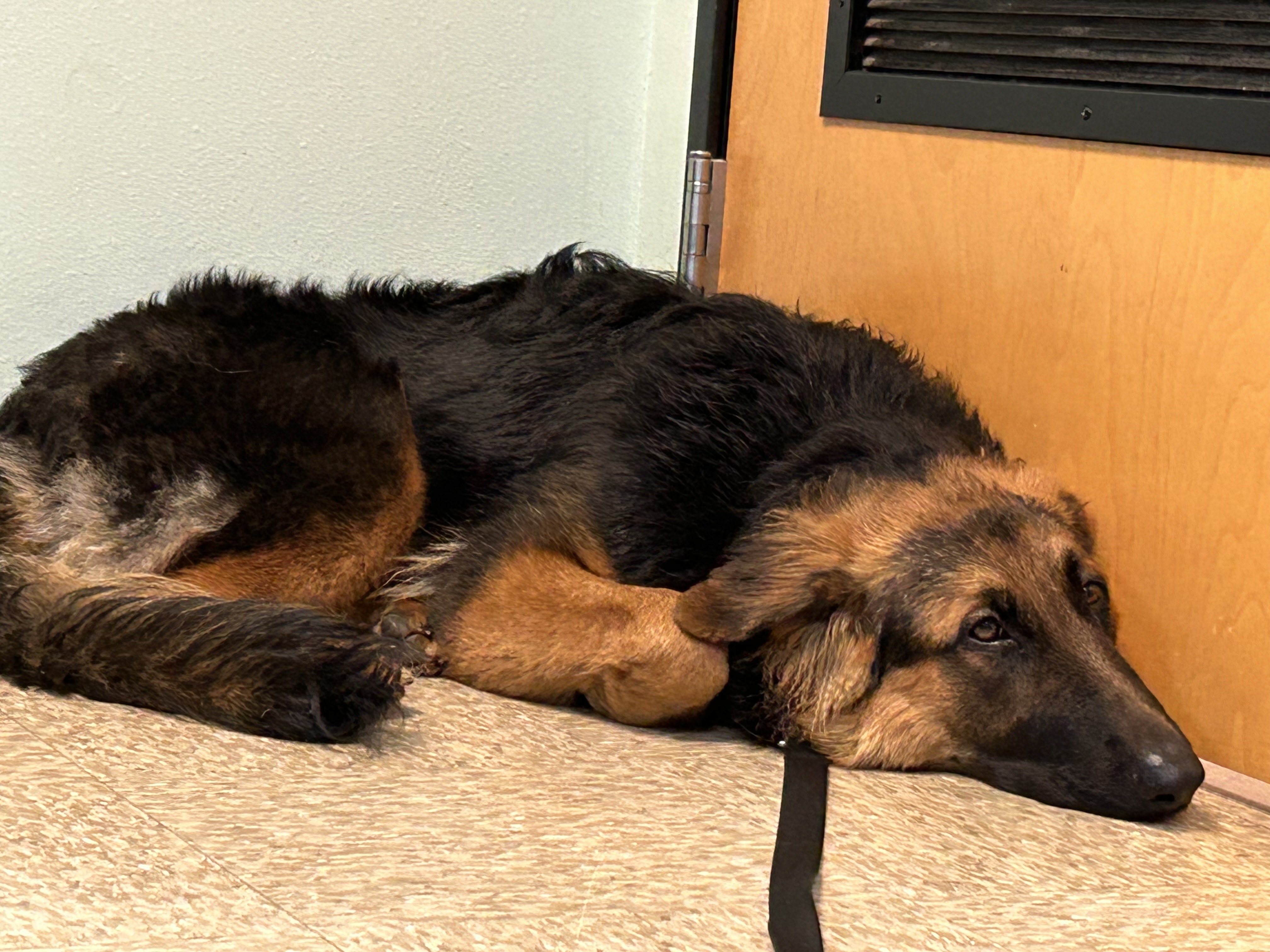 Munchkin, a Adoptable German Shepherd Dog in Puyallup, WA image 3/3