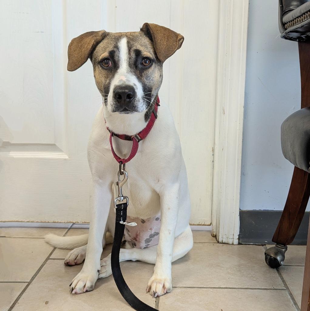 Missy, a Adoptable mixed breed in Sunrise Beach, MO image 1/5