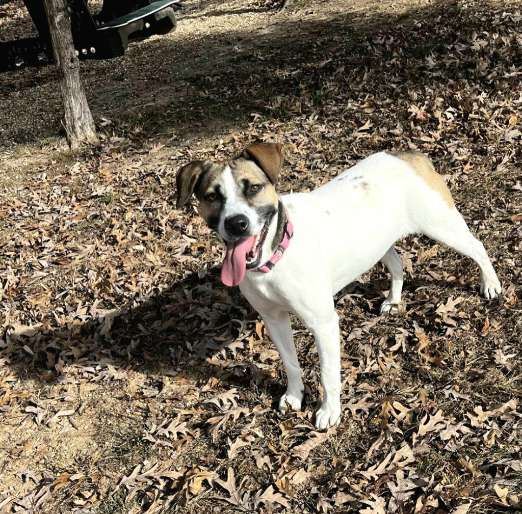 Enlarge Missy, a Adoptable mixed breed in Sunrise Beach, MO image 3/5