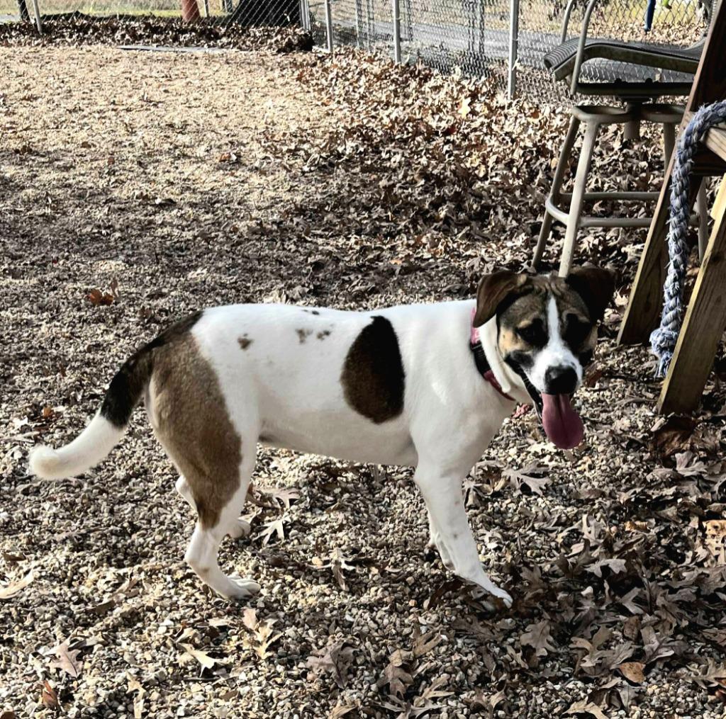 Missy, a Adoptable mixed breed in Sunrise Beach, MO image 2/5