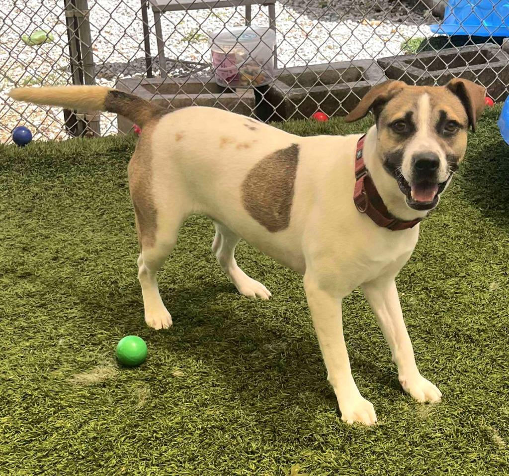 Enlarge Missy, a Adoptable mixed breed in Sunrise Beach, MO image 5/5