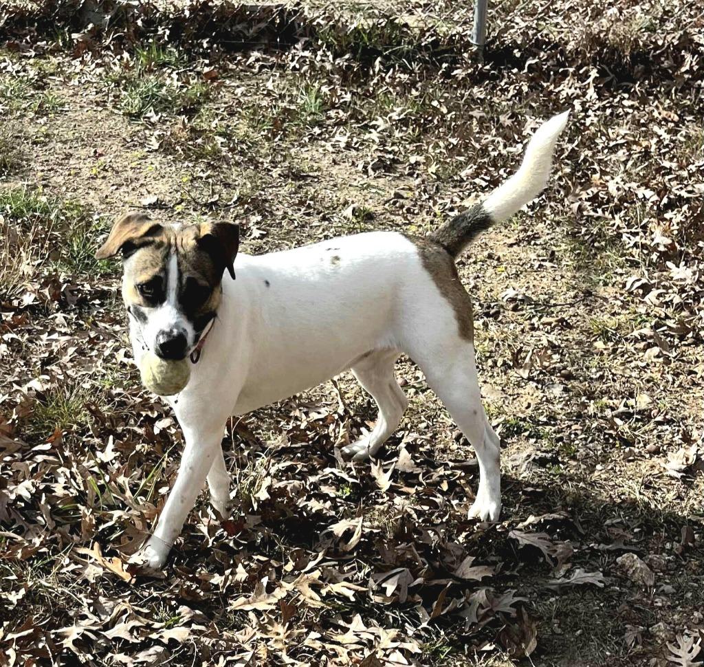 Missy, a Adoptable mixed breed in Sunrise Beach, MO image 3/5