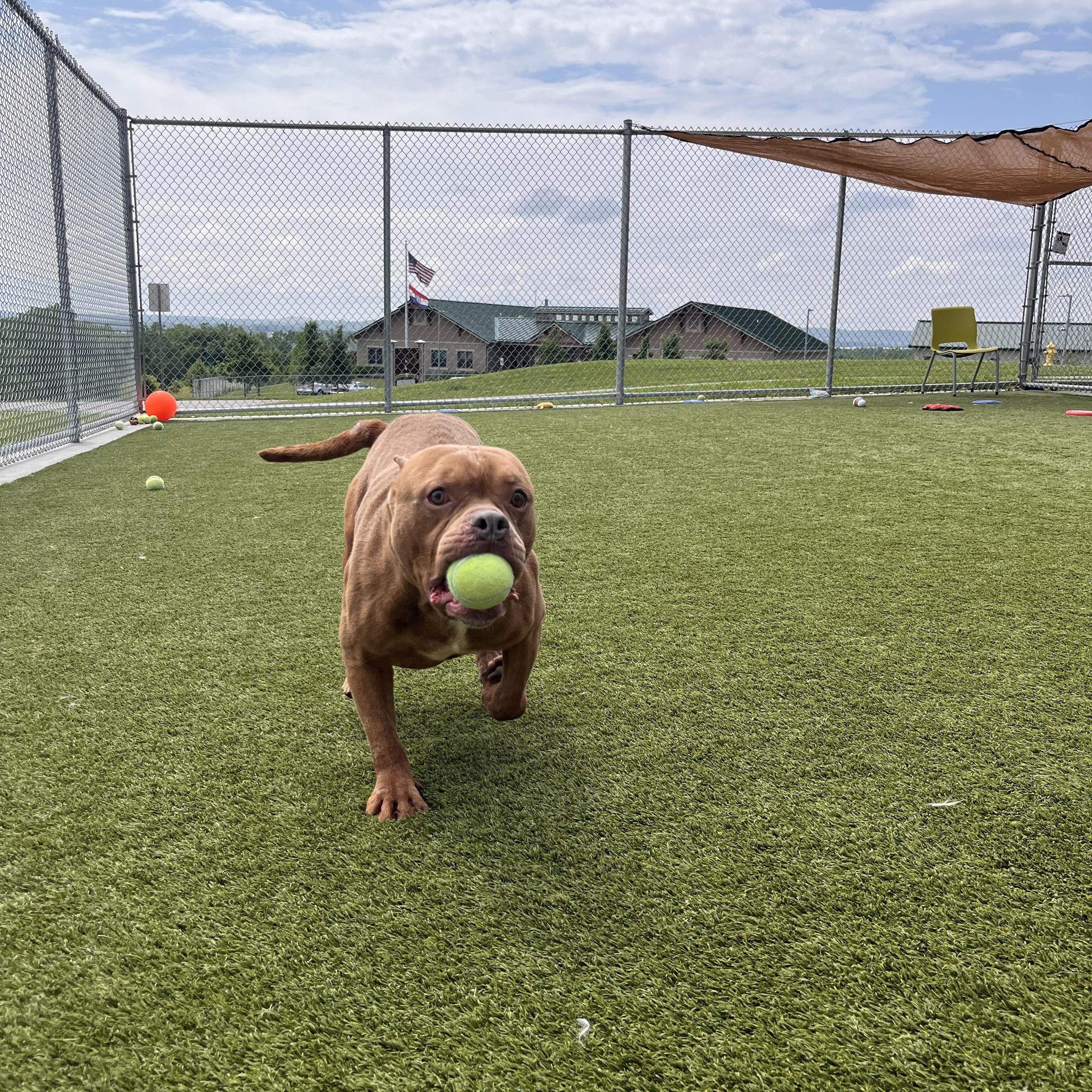 Meatball thumbnail 2