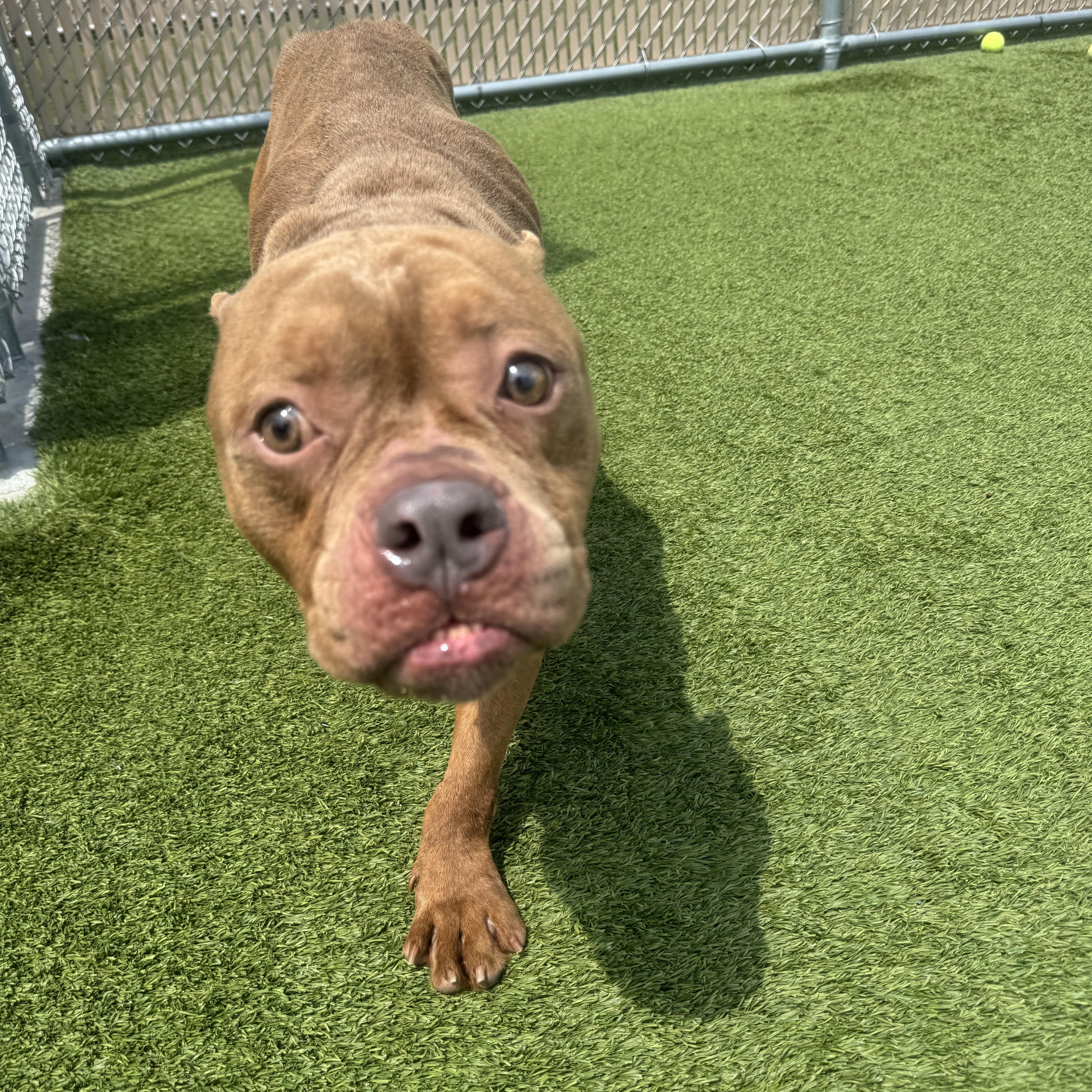 Meatball thumbnail 5