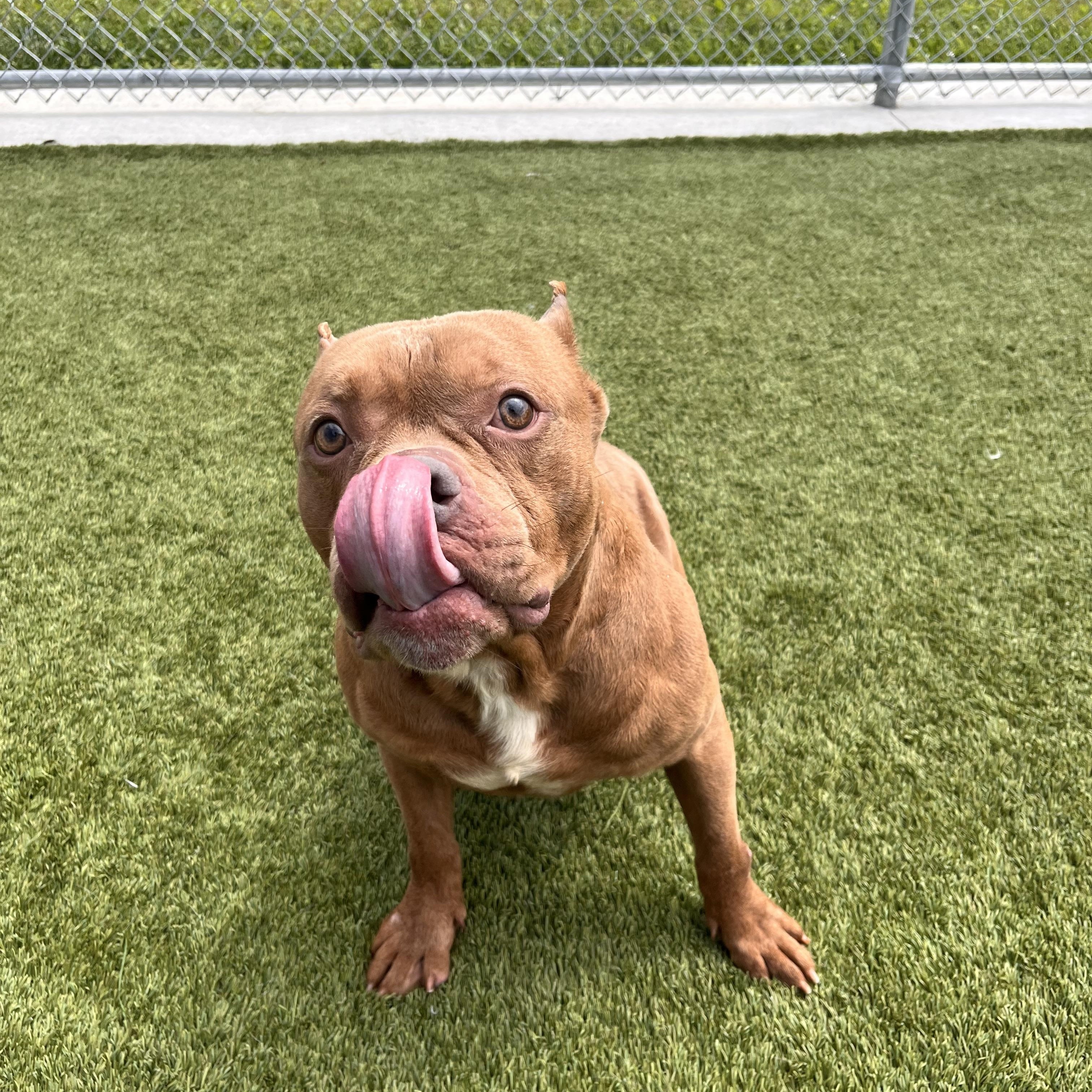 Meatball thumbnail 3