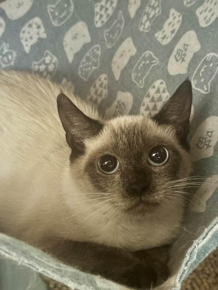 Enlarge Maple, a Adoptable Siamese in Columbia, SC image 1/2