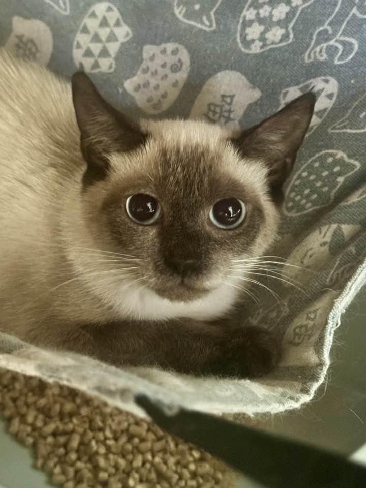 Enlarge Maple, a Adoptable Siamese in Columbia, SC image 2/2