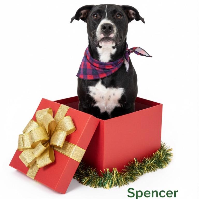 Spencer, a Adoptable mixed breed in Palestine, TX image 1/3