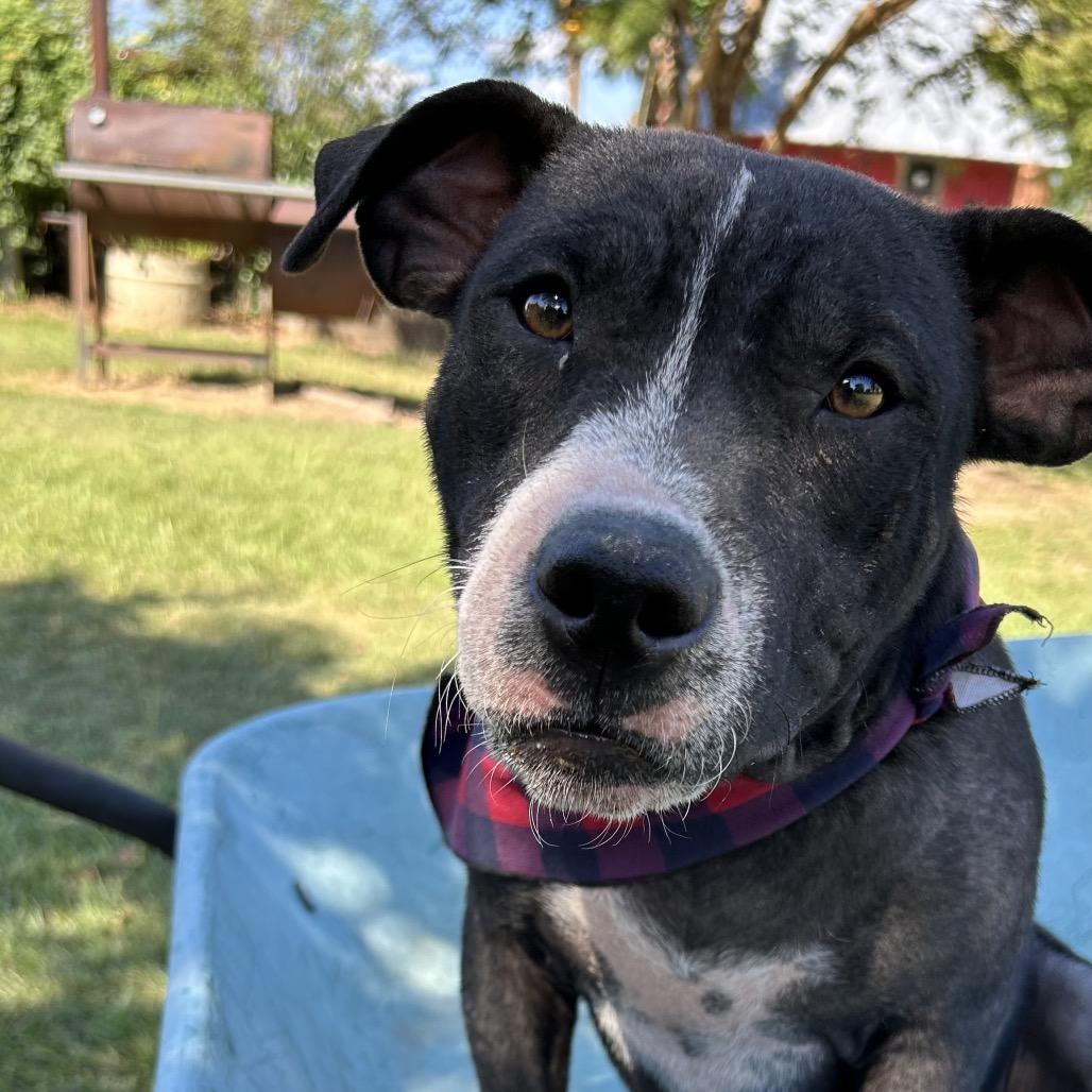 Spencer, a Adoptable mixed breed in Palestine, TX image 2/3