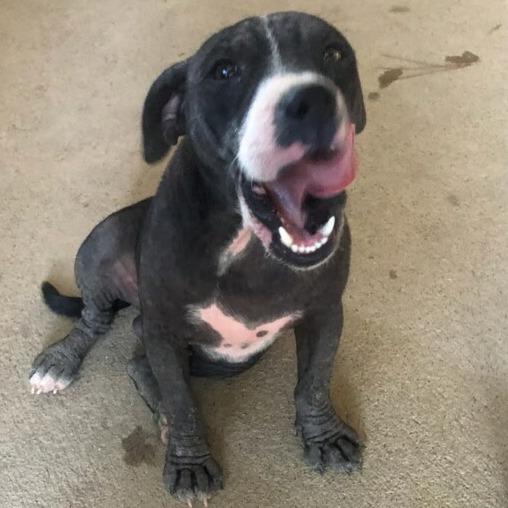 Spencer, a Adoptable mixed breed in Palestine, TX image 3/3