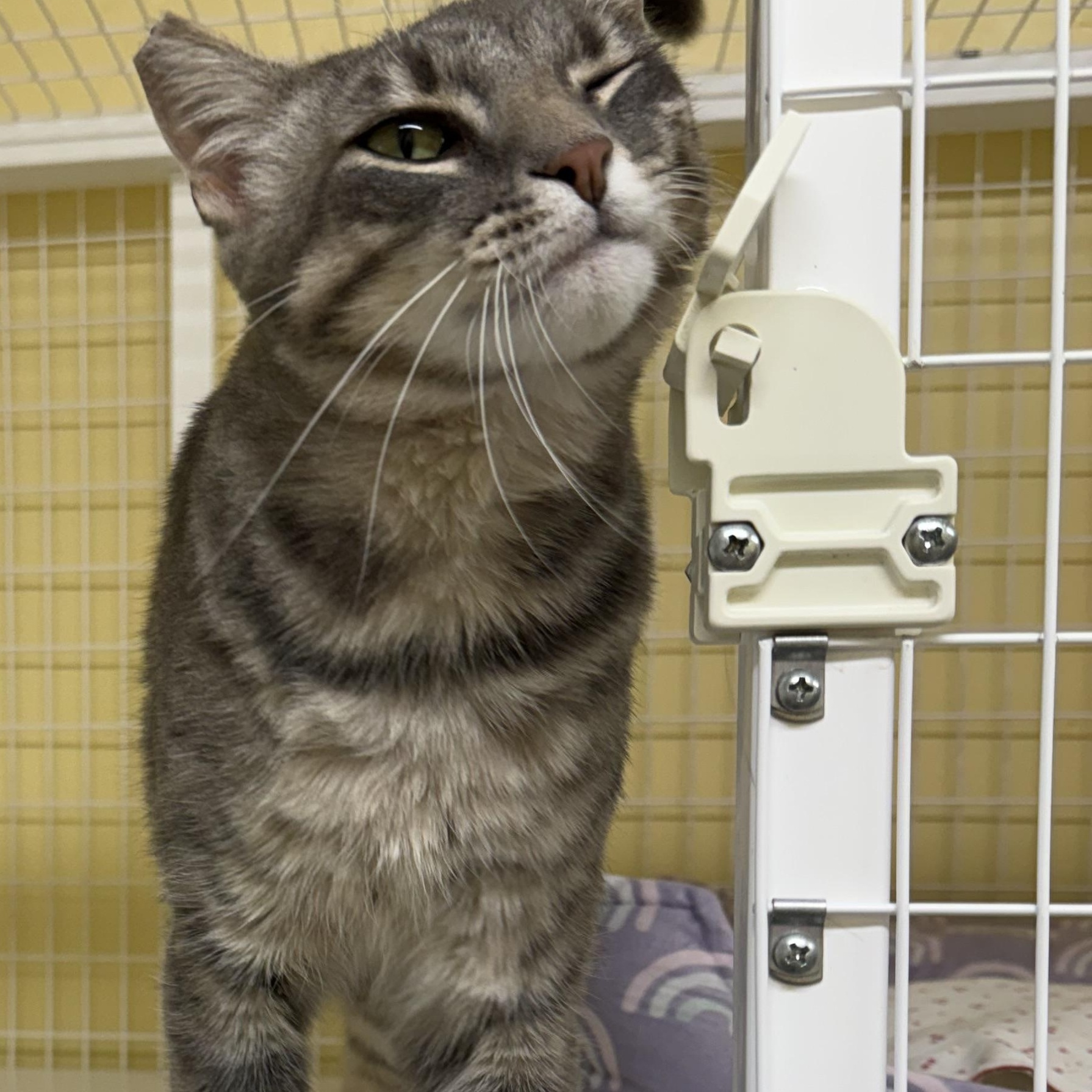 Bullwinkle, an adopted Domestic Short Hair in San Luis Obispo, CA image 4/5