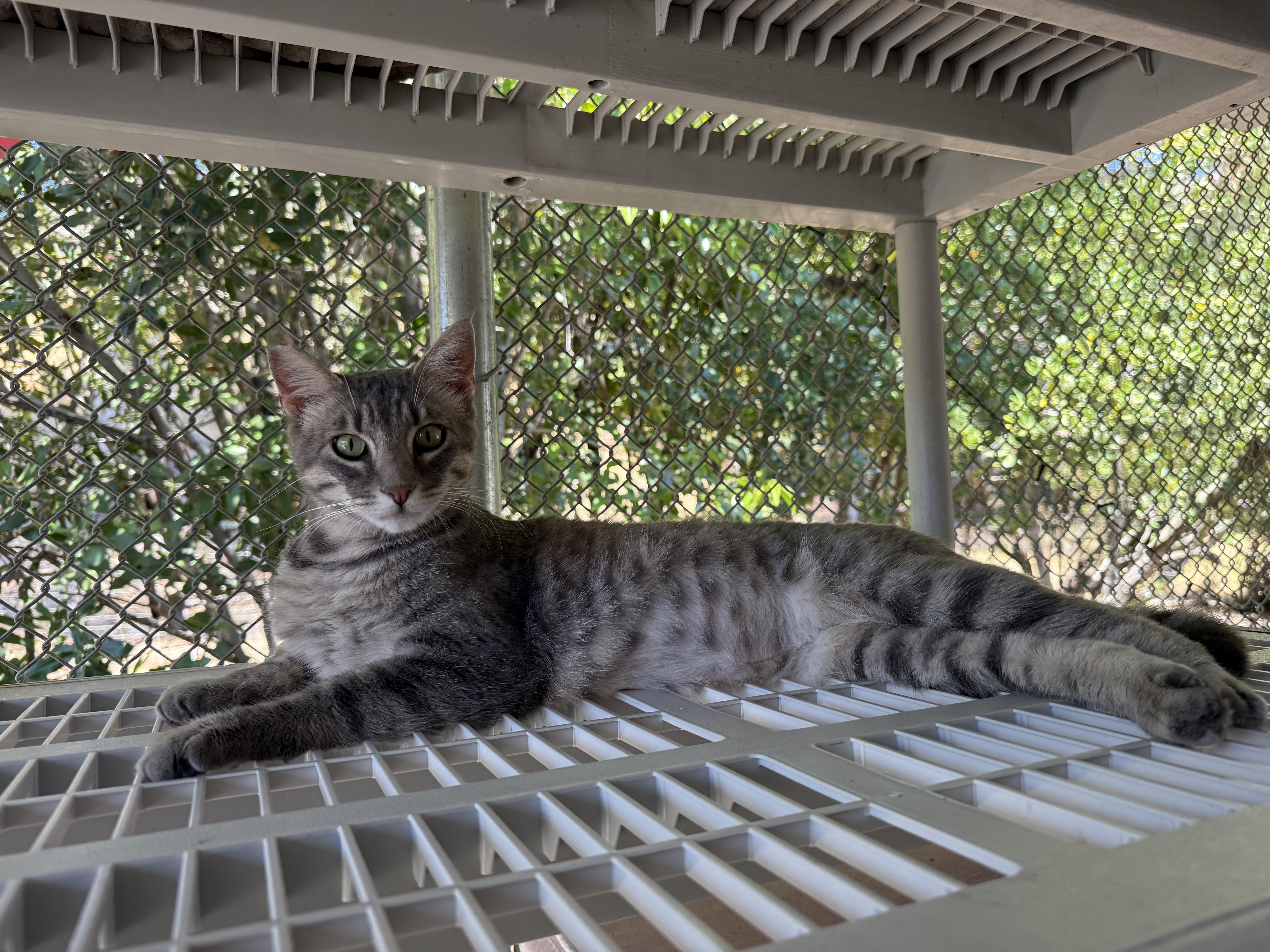Bullwinkle, an adopted Domestic Short Hair in San Luis Obispo, CA image 2/5