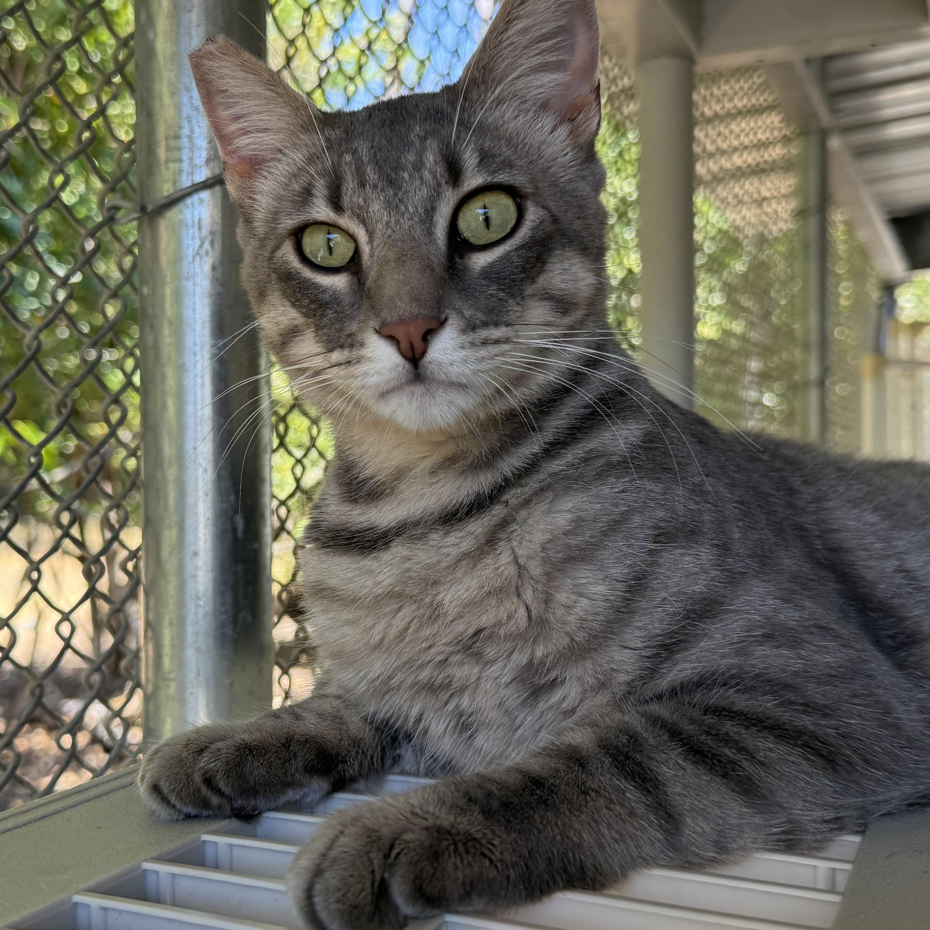 Bullwinkle, an adopted Domestic Short Hair in San Luis Obispo, CA image 3/5