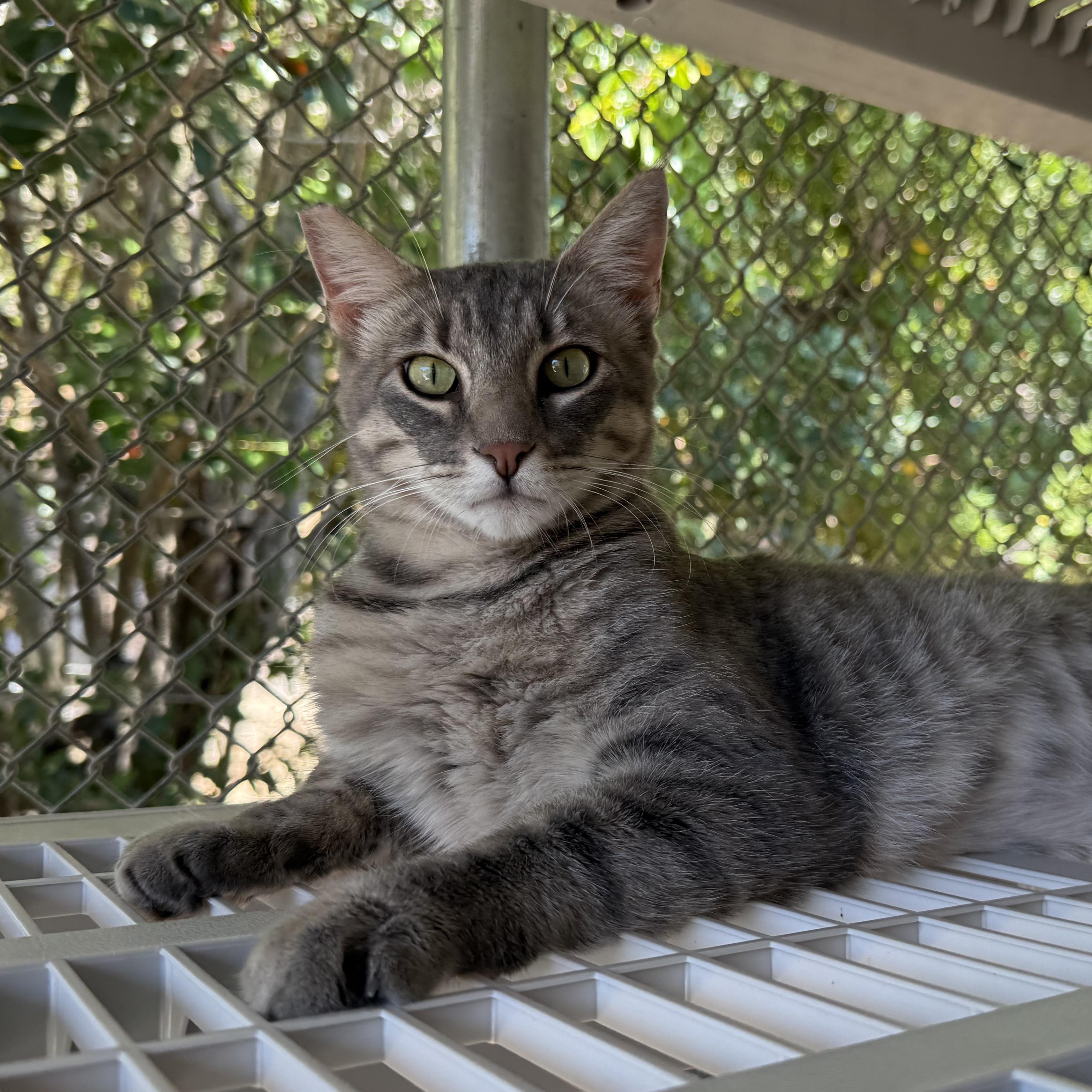 Bullwinkle, an adopted Domestic Short Hair in San Luis Obispo, CA image 1/5