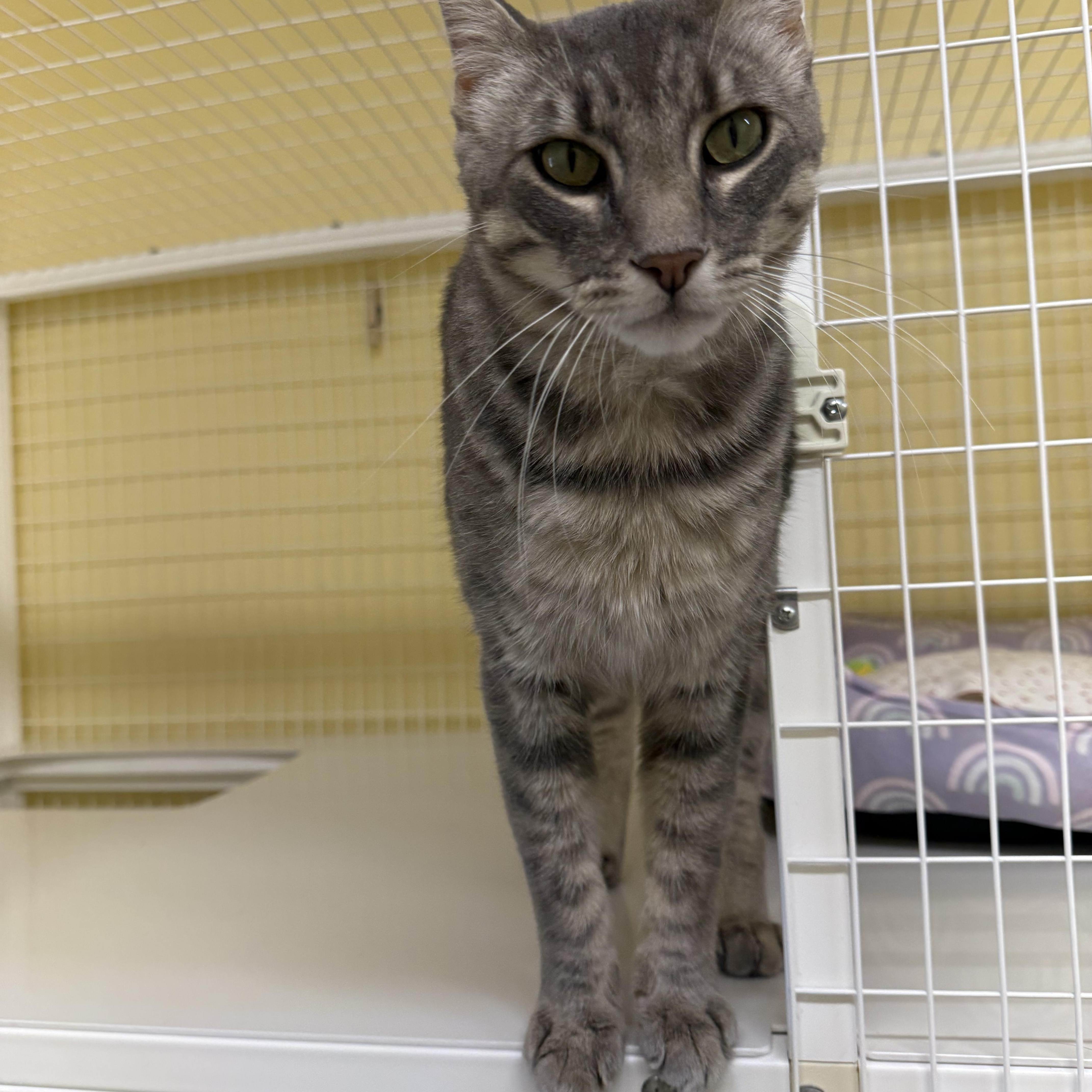 Bullwinkle, an adopted Domestic Short Hair in San Luis Obispo, CA image 5/5