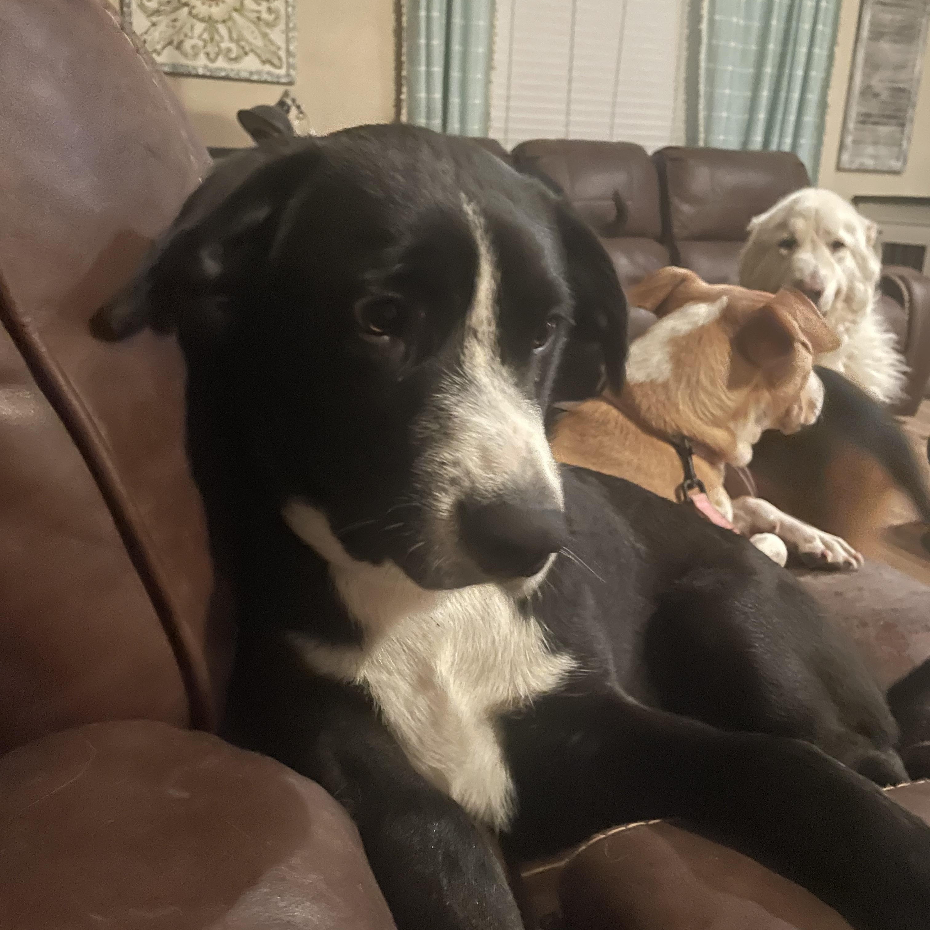 Arrow, ADOPTABLE, Young Male Border Collie & Black Labrador Retriever.
