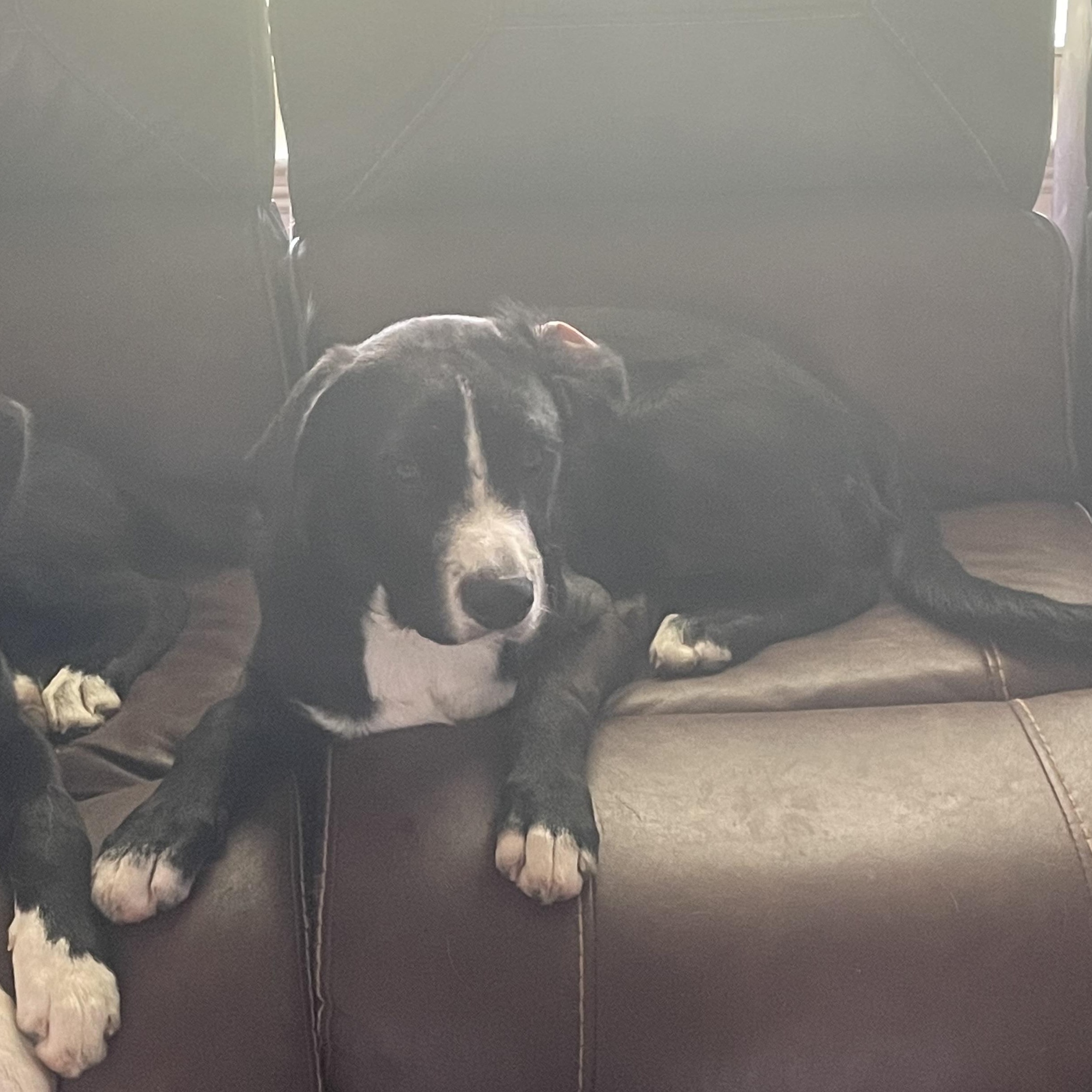 Enlarge Arrow, a ADOPTABLE mixed breed in Royse City, TX image 2/3