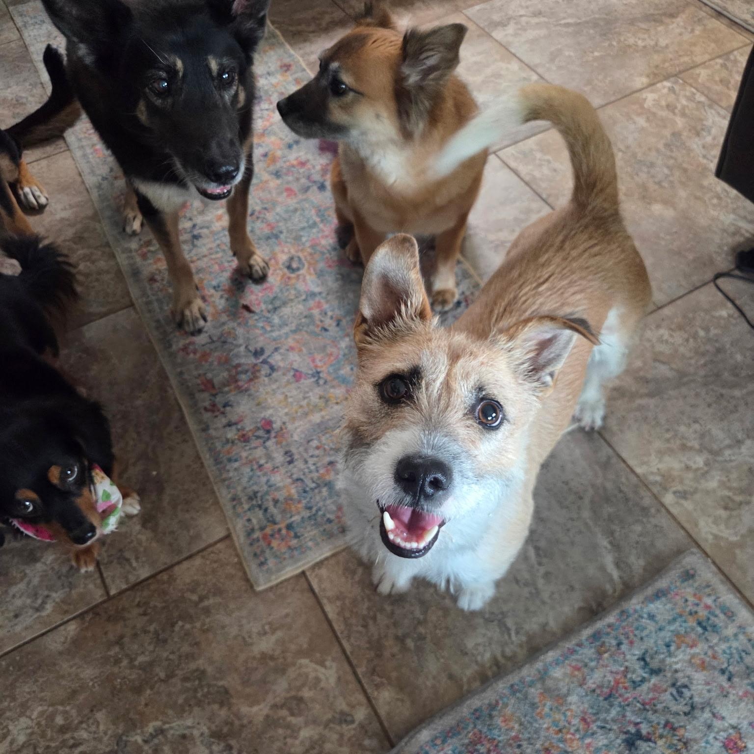 Enlarge Mia, an adopted mixed breed in Phoenix, AZ image 2/4