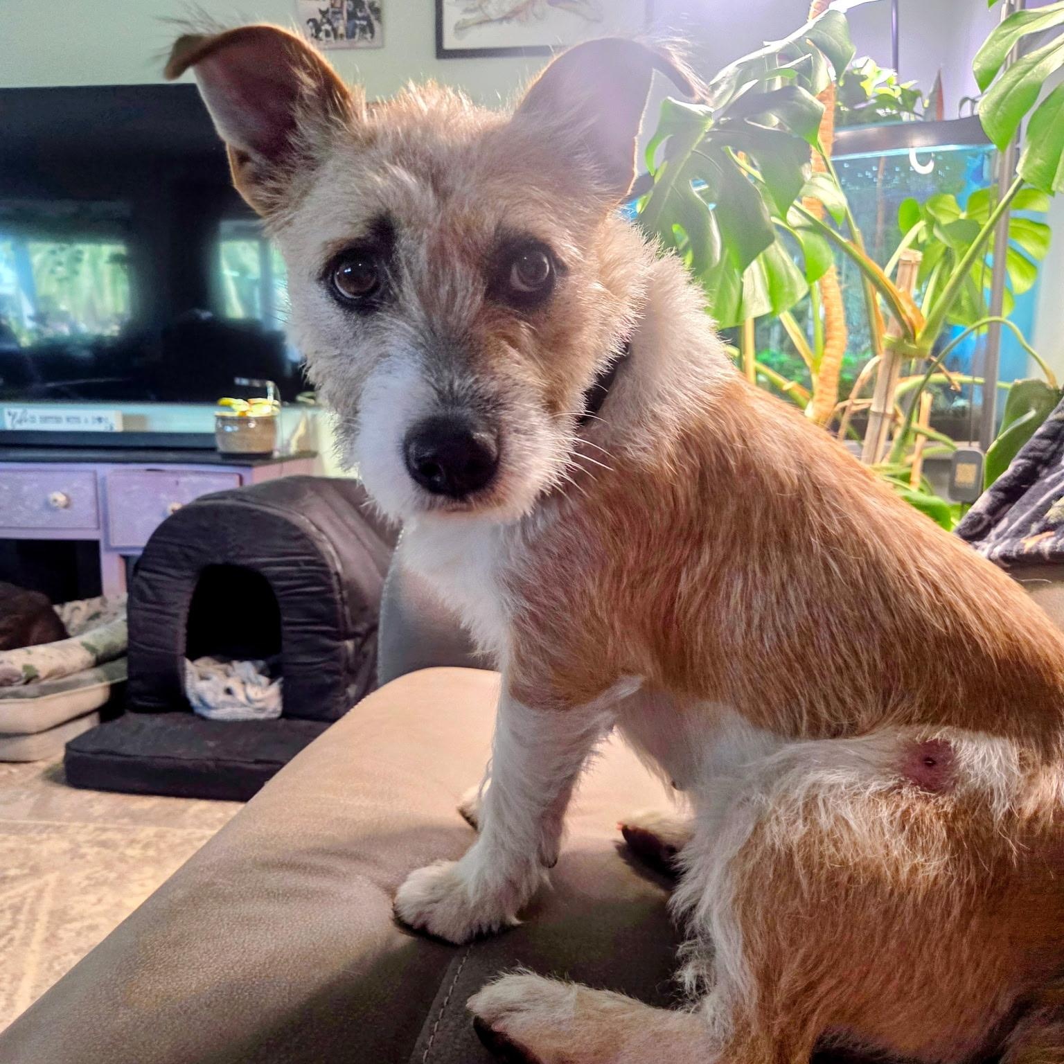 Enlarge Mia, an adopted mixed breed in Phoenix, AZ image 3/4