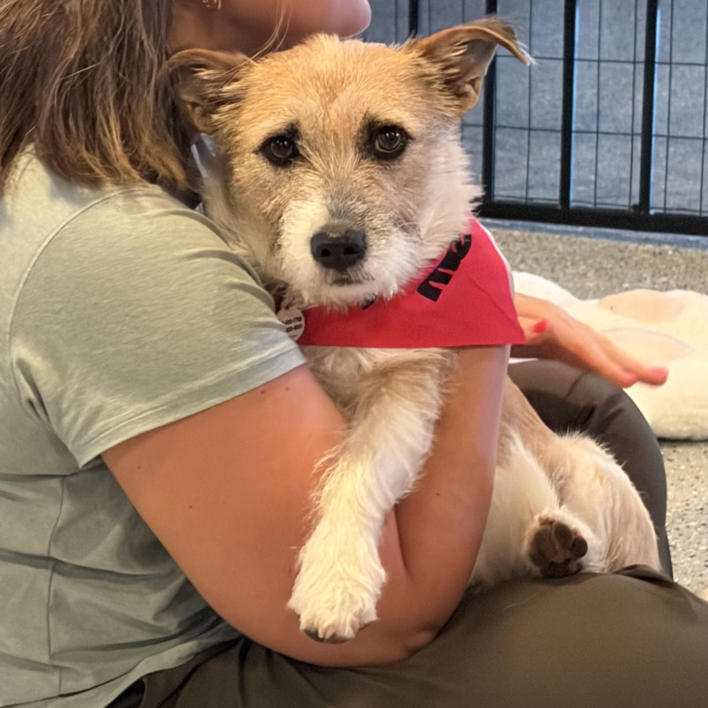 Enlarge Mia, an adopted mixed breed in Phoenix, AZ image 4/4