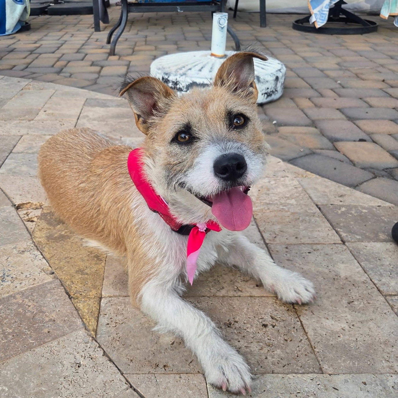 Enlarge Mia, an adopted mixed breed in Phoenix, AZ image 1/4