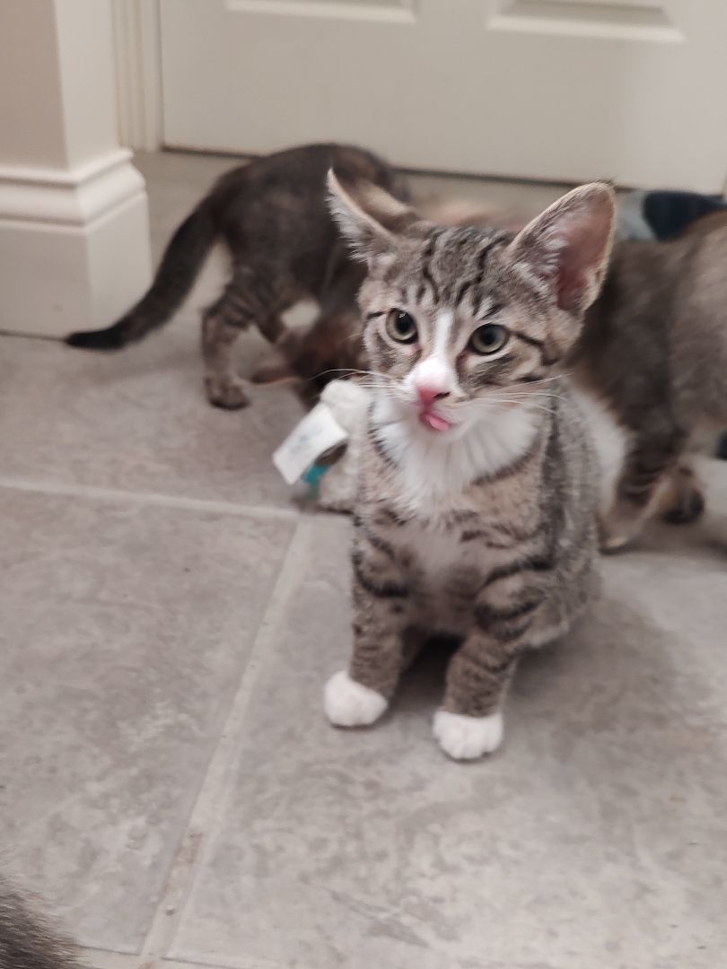 Bobbi, Adopted, Kitten Female American Bobtail & Domestic Short Hair.