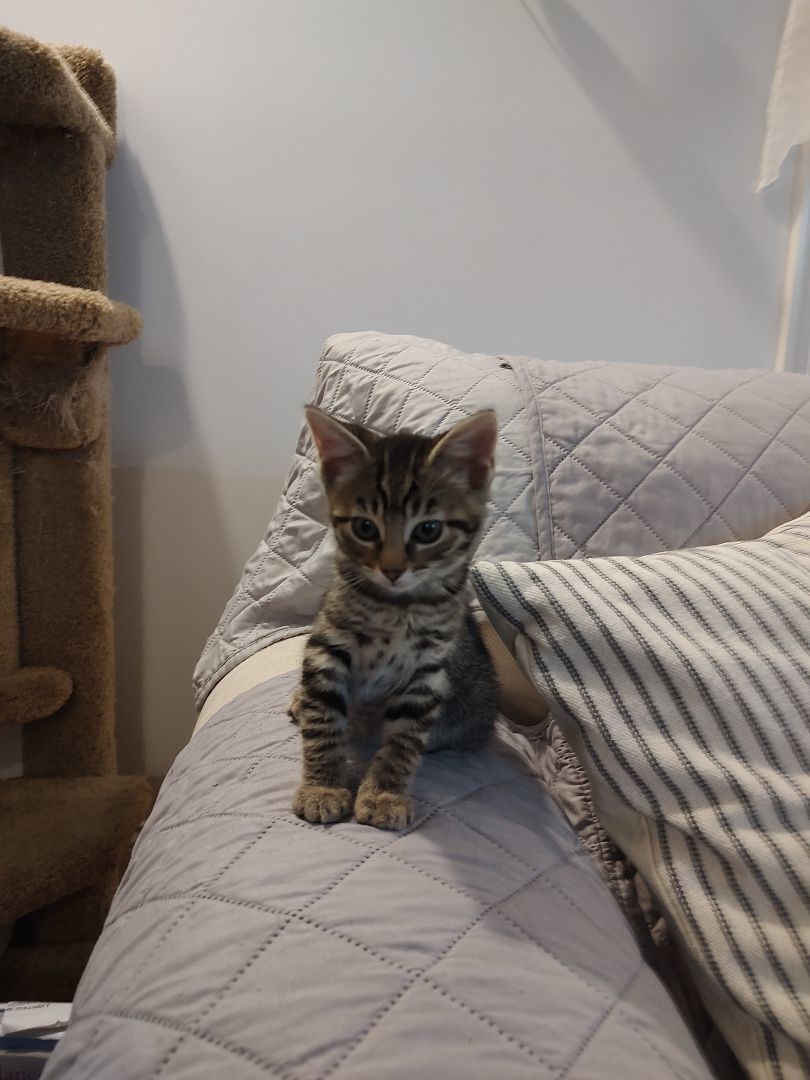 Enlarge Bobbi, a Adopted mixed breed in Harned, KY image 2/5