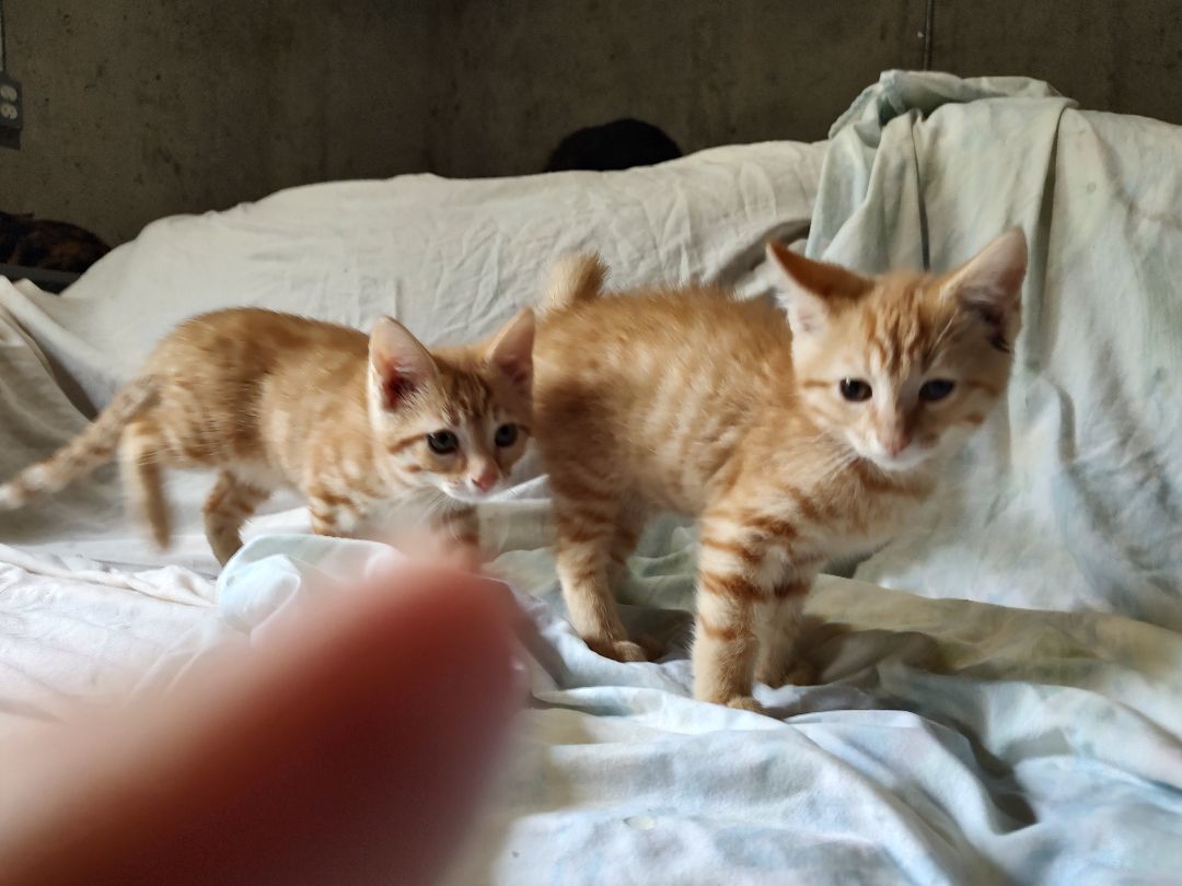 Enlarge Bobbi, a Adopted mixed breed in Harned, KY image 3/5